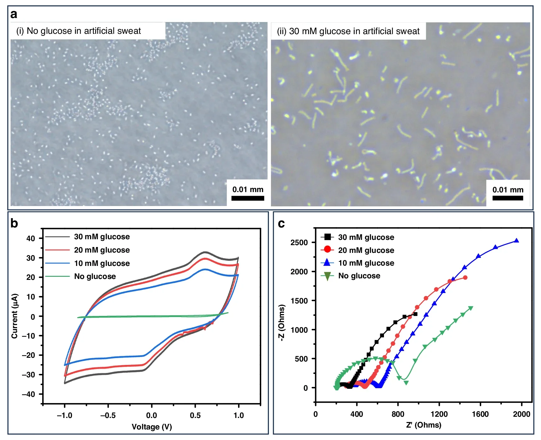 Spore germination in response to glucose in potassium-rich artificial sweat.