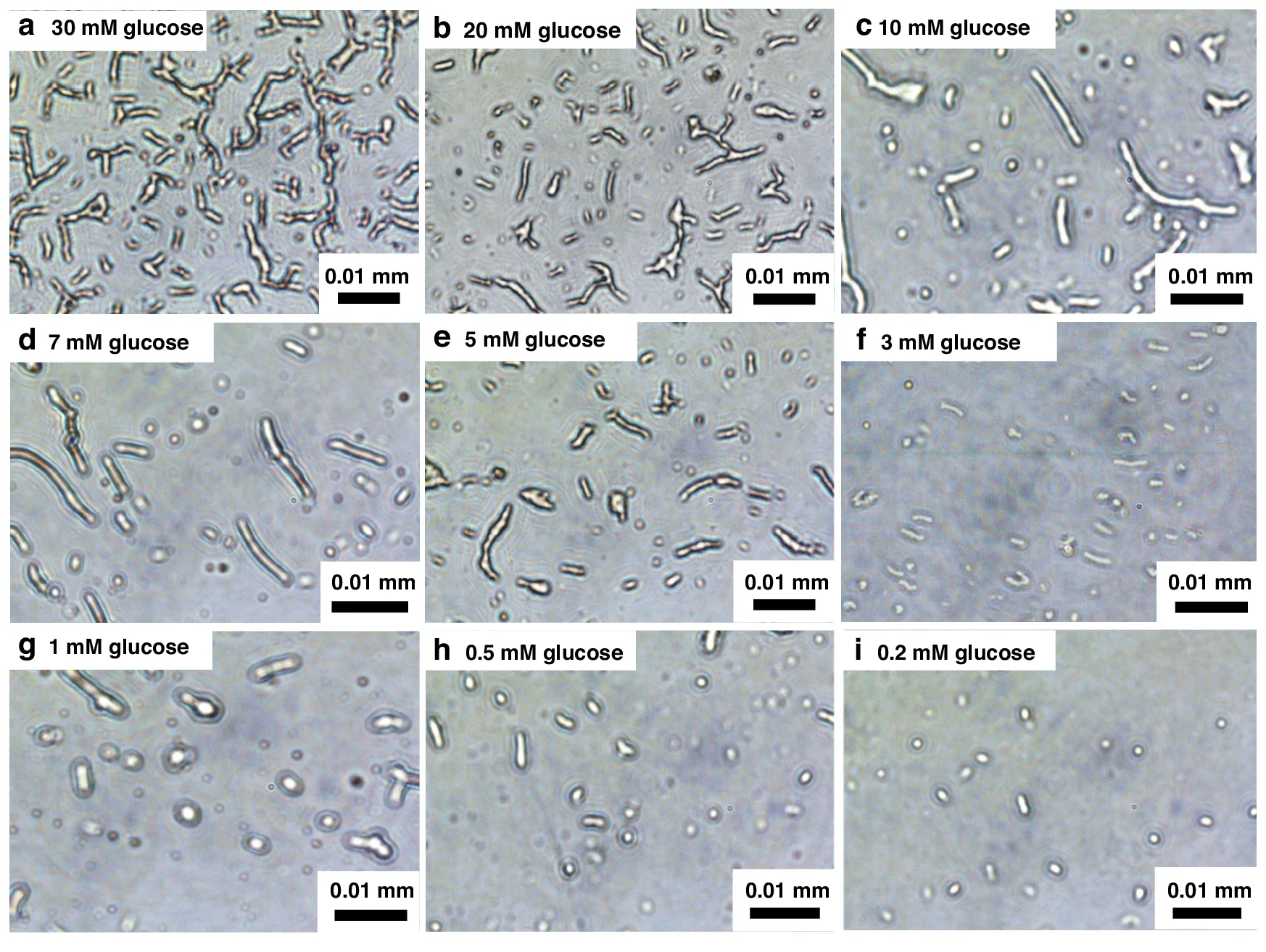 Visual observation of spore germination across a range of glucose concentrations from 0.2 to 30 mM.
