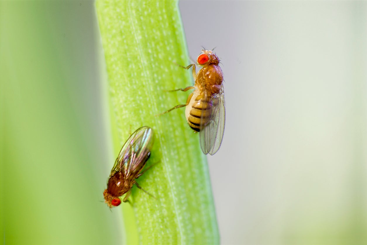 New research reveals how fruit flies' small neural networks defy expectations, maintaining precise internal compasses with limited resources.