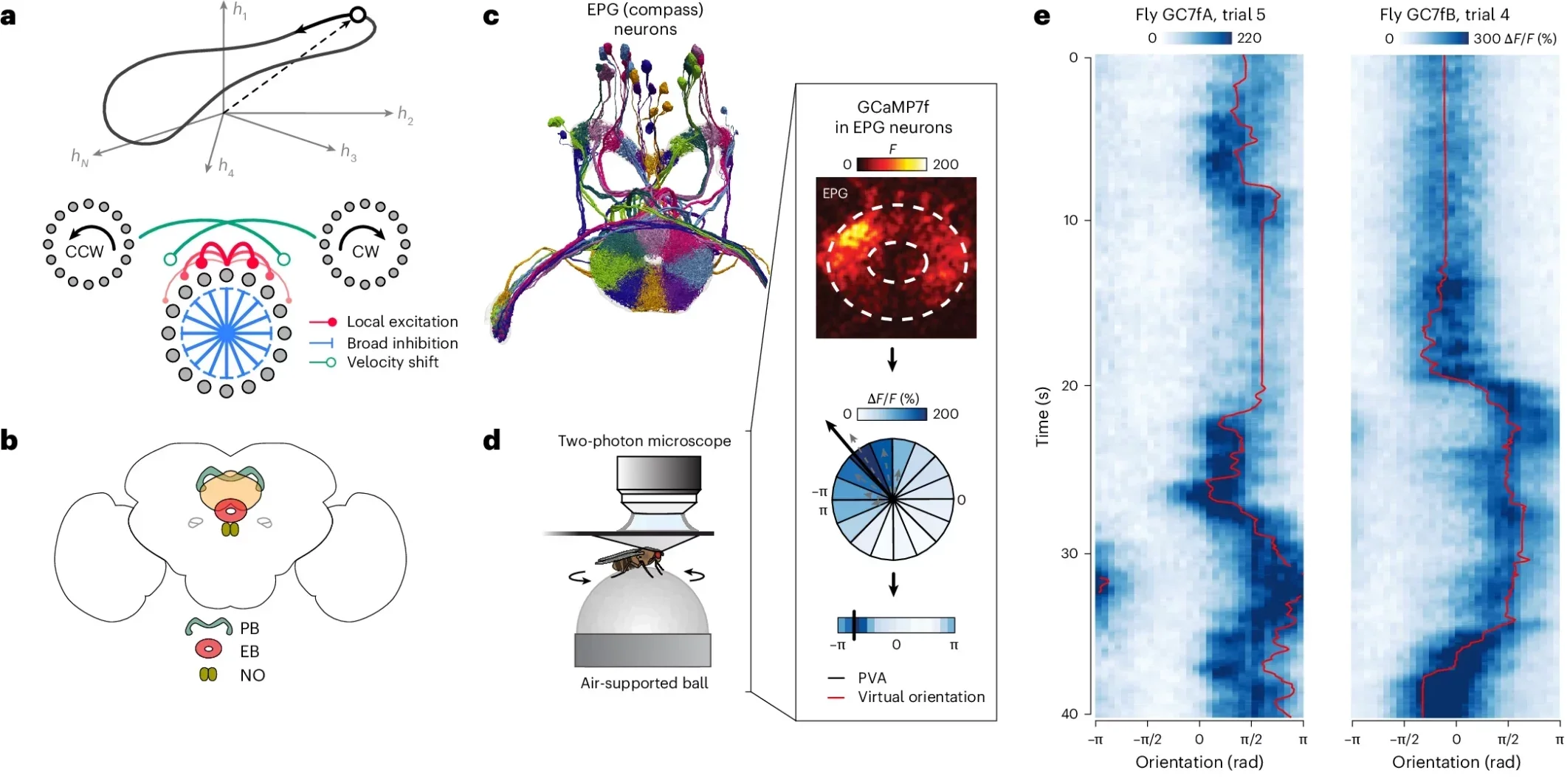 A biological attractor network overcomes hypothesized limitations of discreteness.
