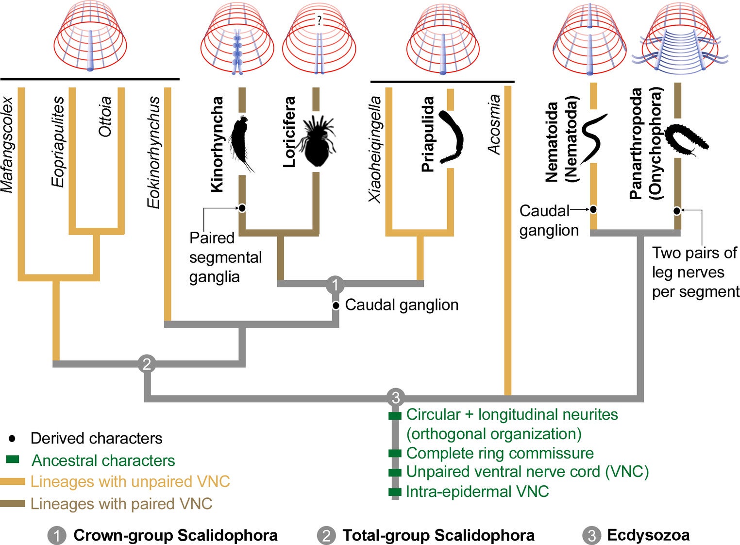 Early evolution of the VNC in ecdysozoan worms (Nematoida and Scalidophora).