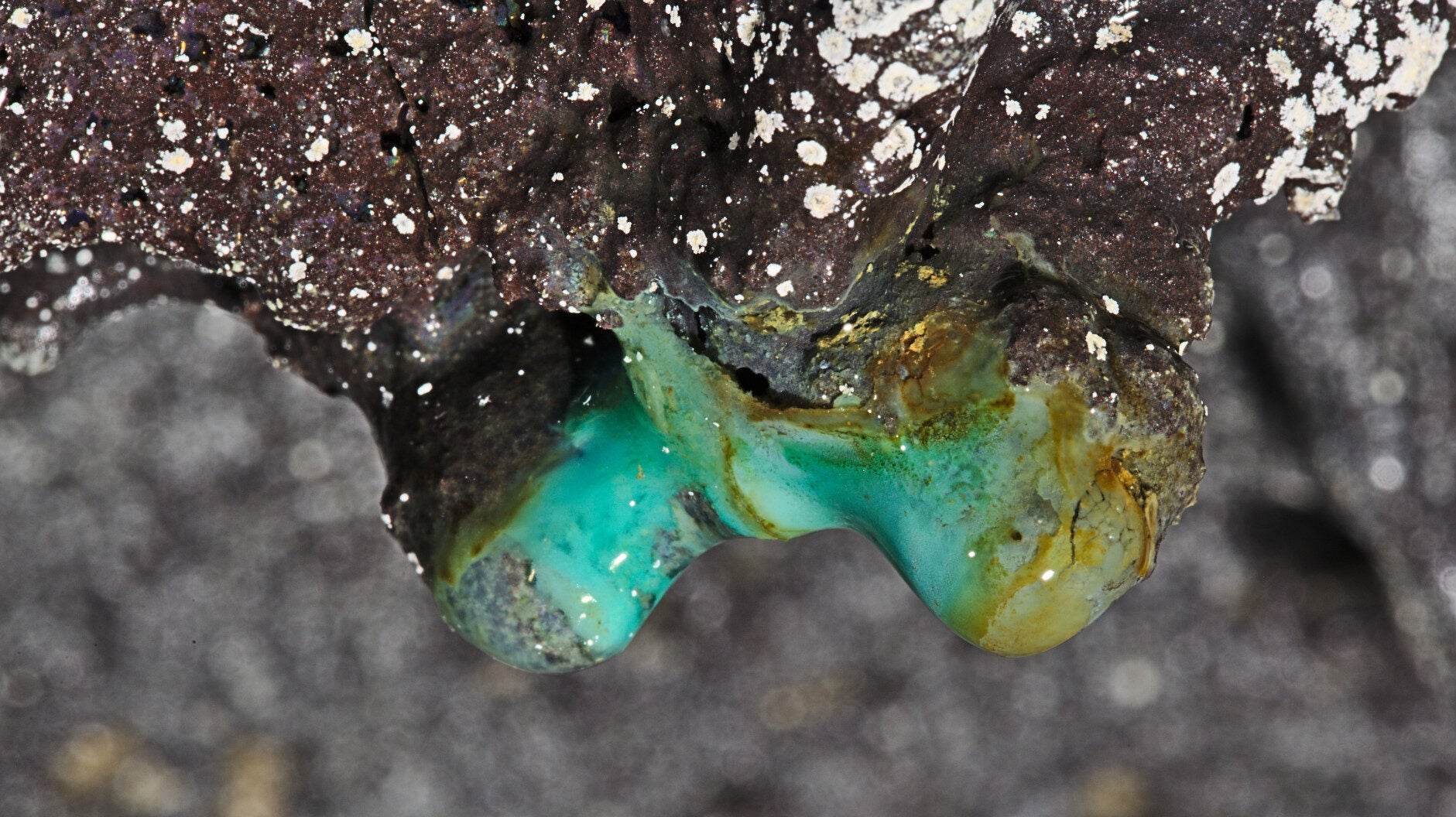 A stalactite formation in a Hawaiian cave system, examined in this study, contains copper minerals and white microbial colonies. Although copper is toxic to many organisms, this formation supports a thriving microbial community.