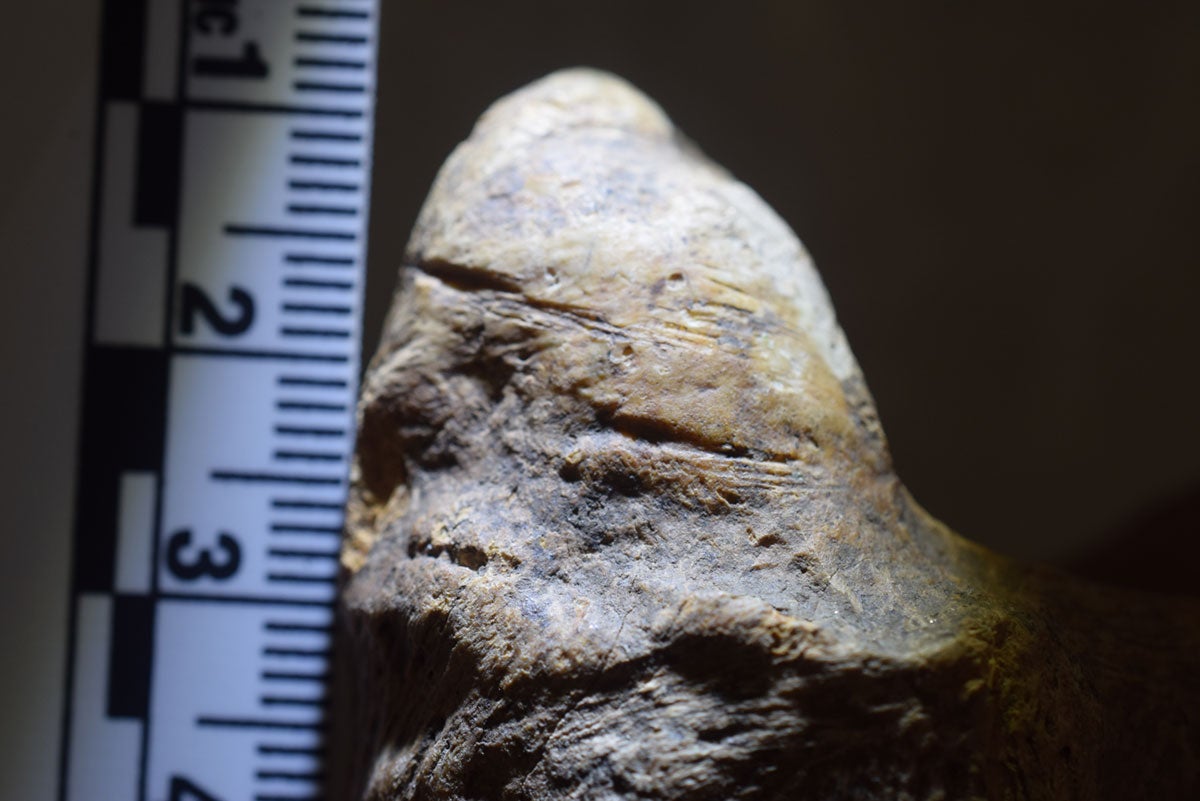 Examples of cut marks on a tibia.