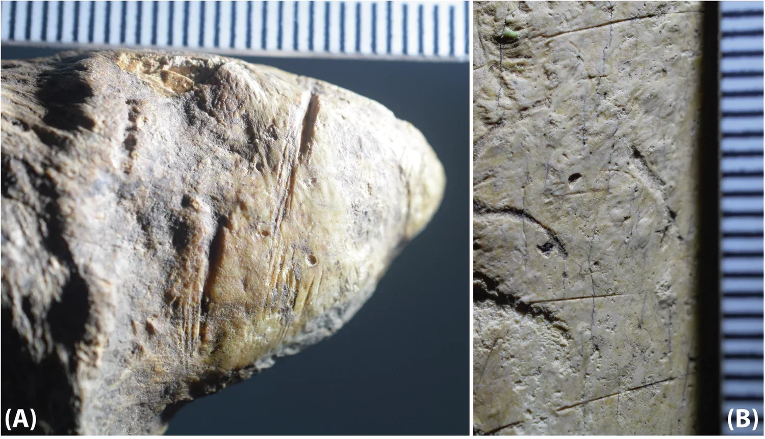 Selected images of high-confidence cut-marked specimens from the Olteţ River Valley assemblage.