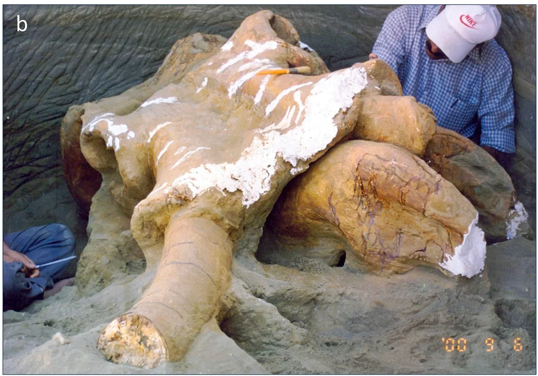 The main find, a skull, was excavated from sandy deposits, while tusks and fragmented bones were scattered nearby.
