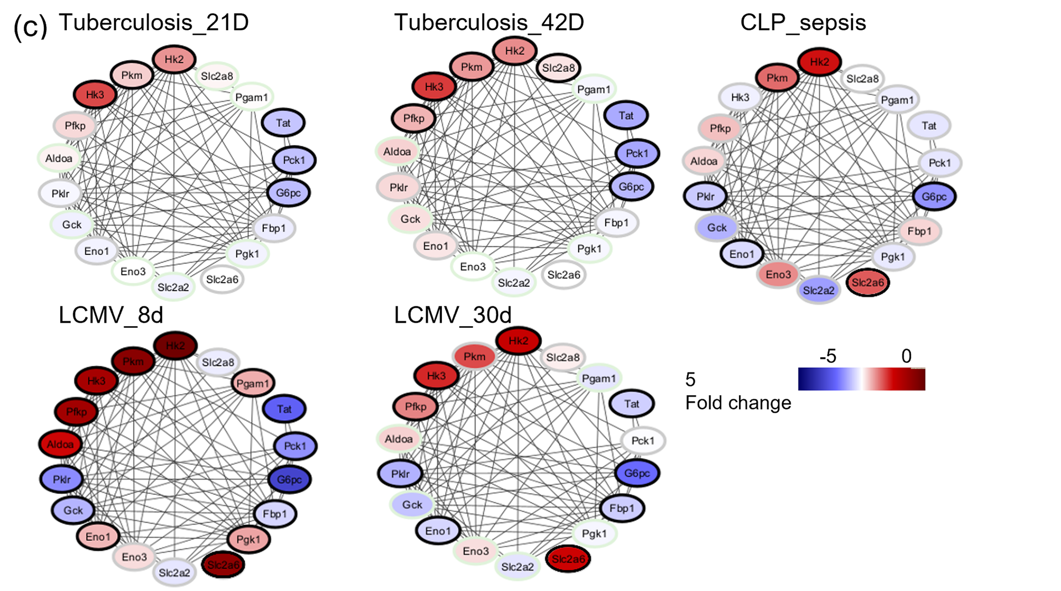 Differential expression of gluconeogenic and glycolytic genes in the livers of aerosol Mtb infected mice