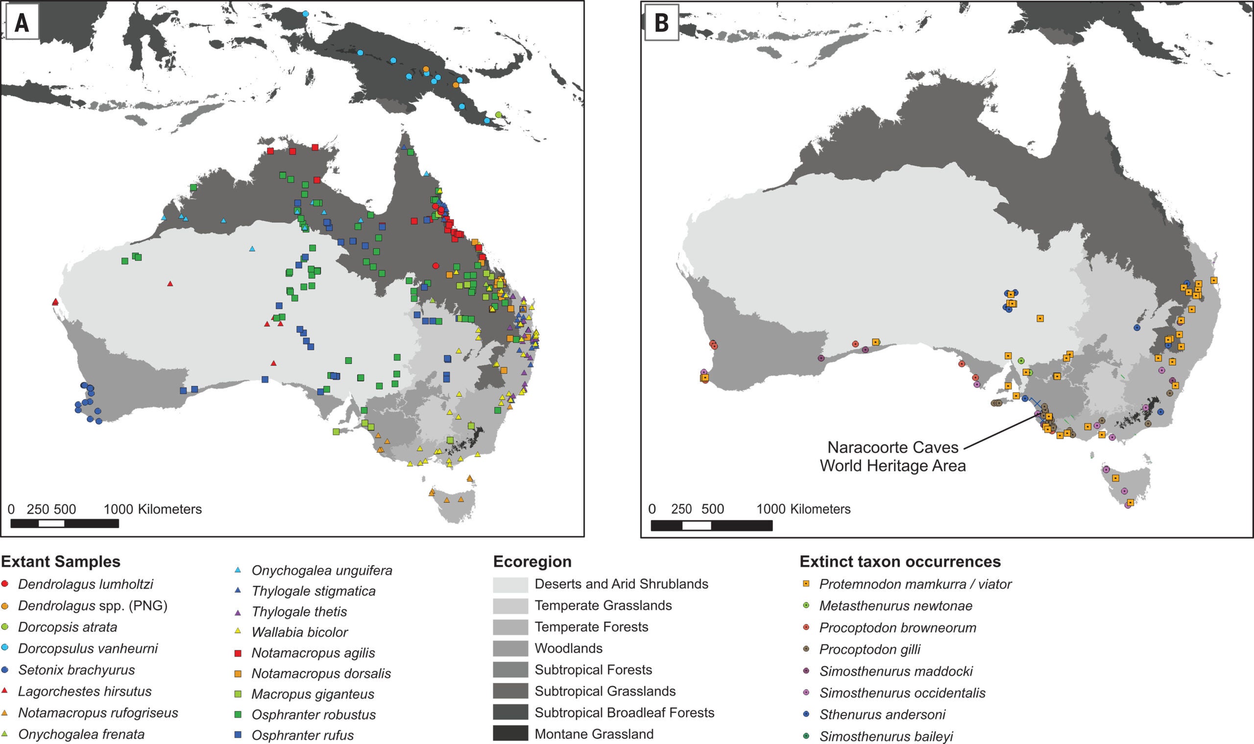 Geographic data for kangaroo species used in this study.