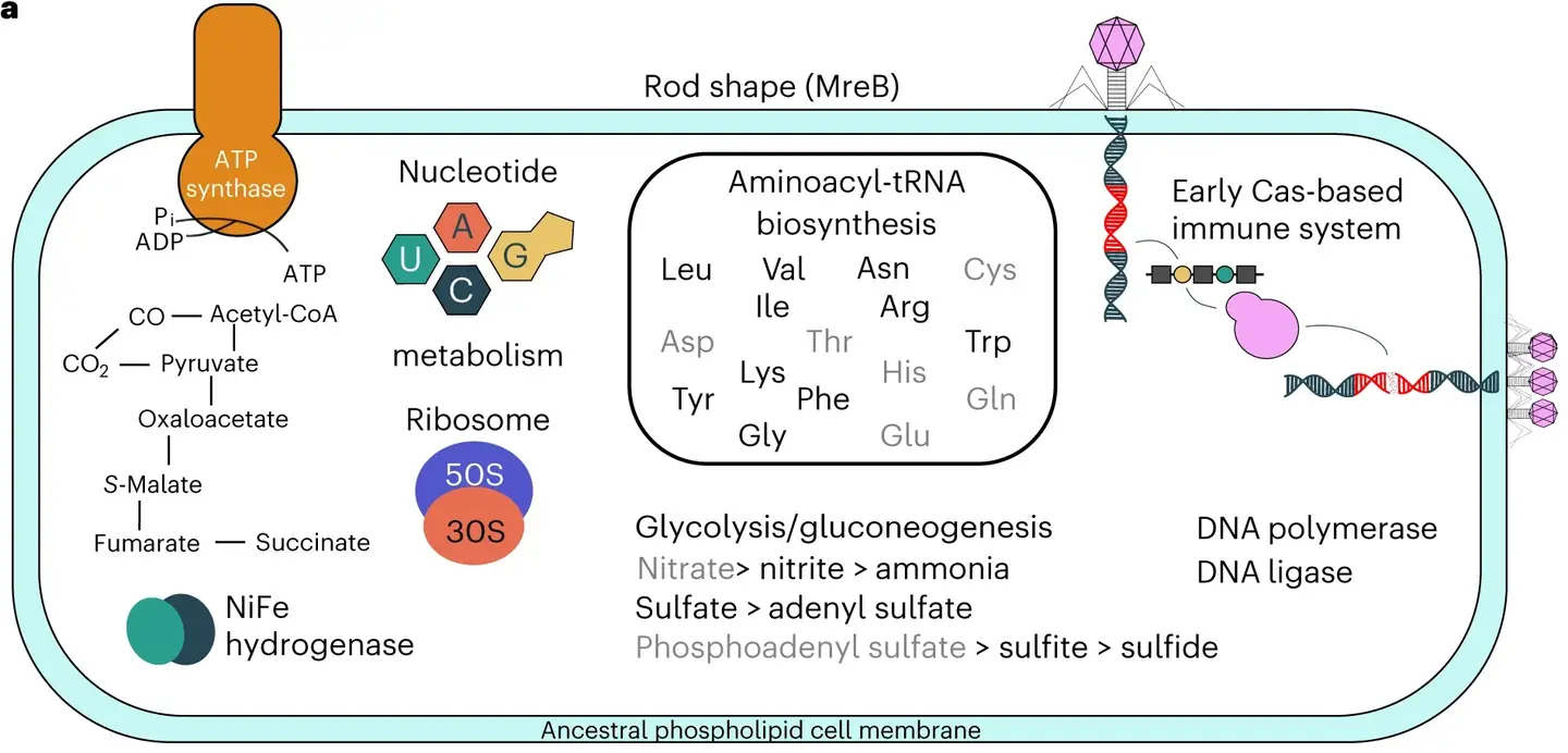 A reconstruction of LUCA, within its evolutionary and ecological context. A reconstruction of LUCA, within its evolutionary and ecological context.