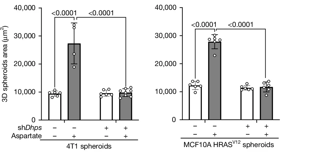 Aspartate triggers NMDA receptor activity.