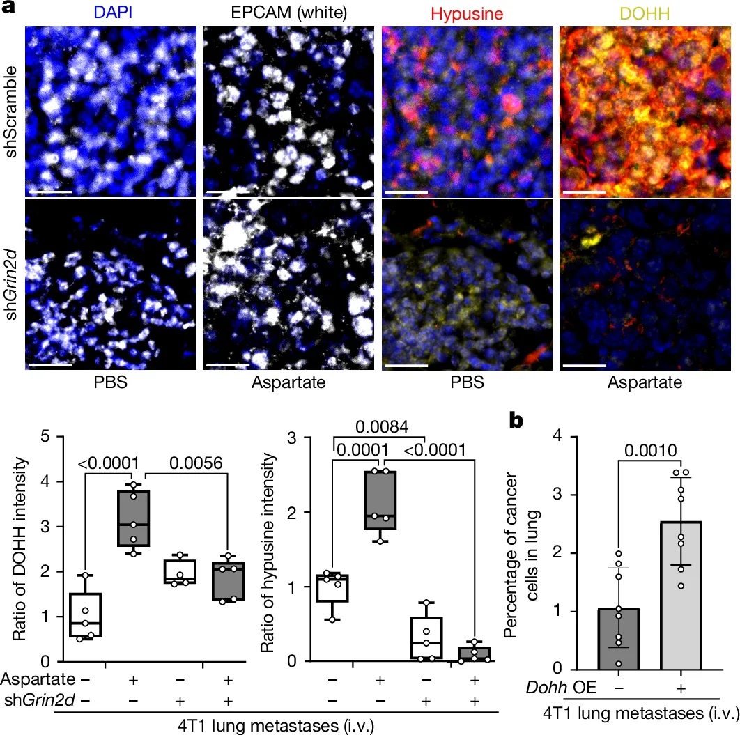 Aspartate-induced NMDA receptor activity regulates DOHH expression.