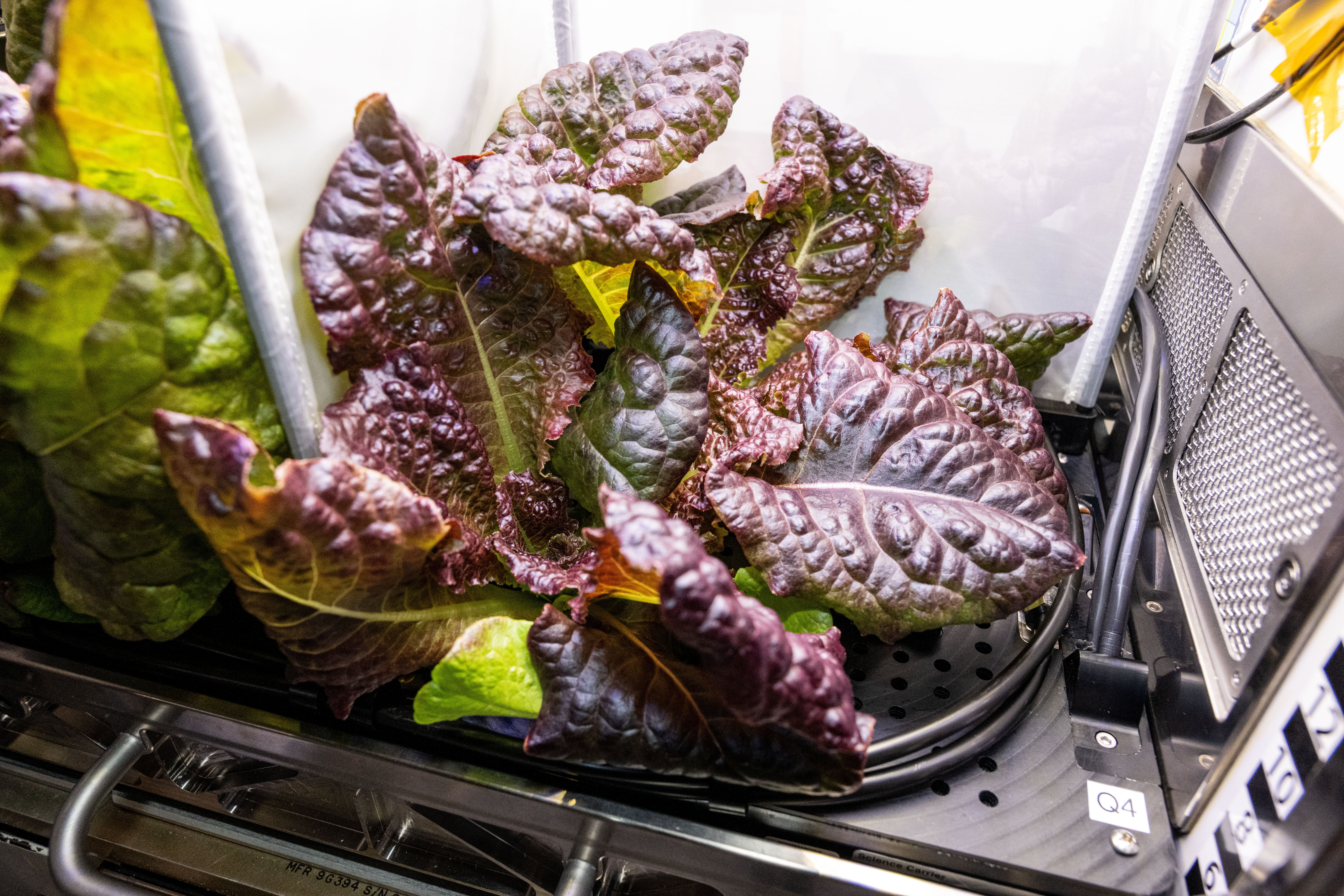 The Spaceflight Microbiome of a Food Crop Grown Using Different Substrate Moisture Levels (Plant Habitat-07) investigation grows ‘Outredgeous’ red romaine lettuce aboard the International Space Station’s Advanced Plant Habitat