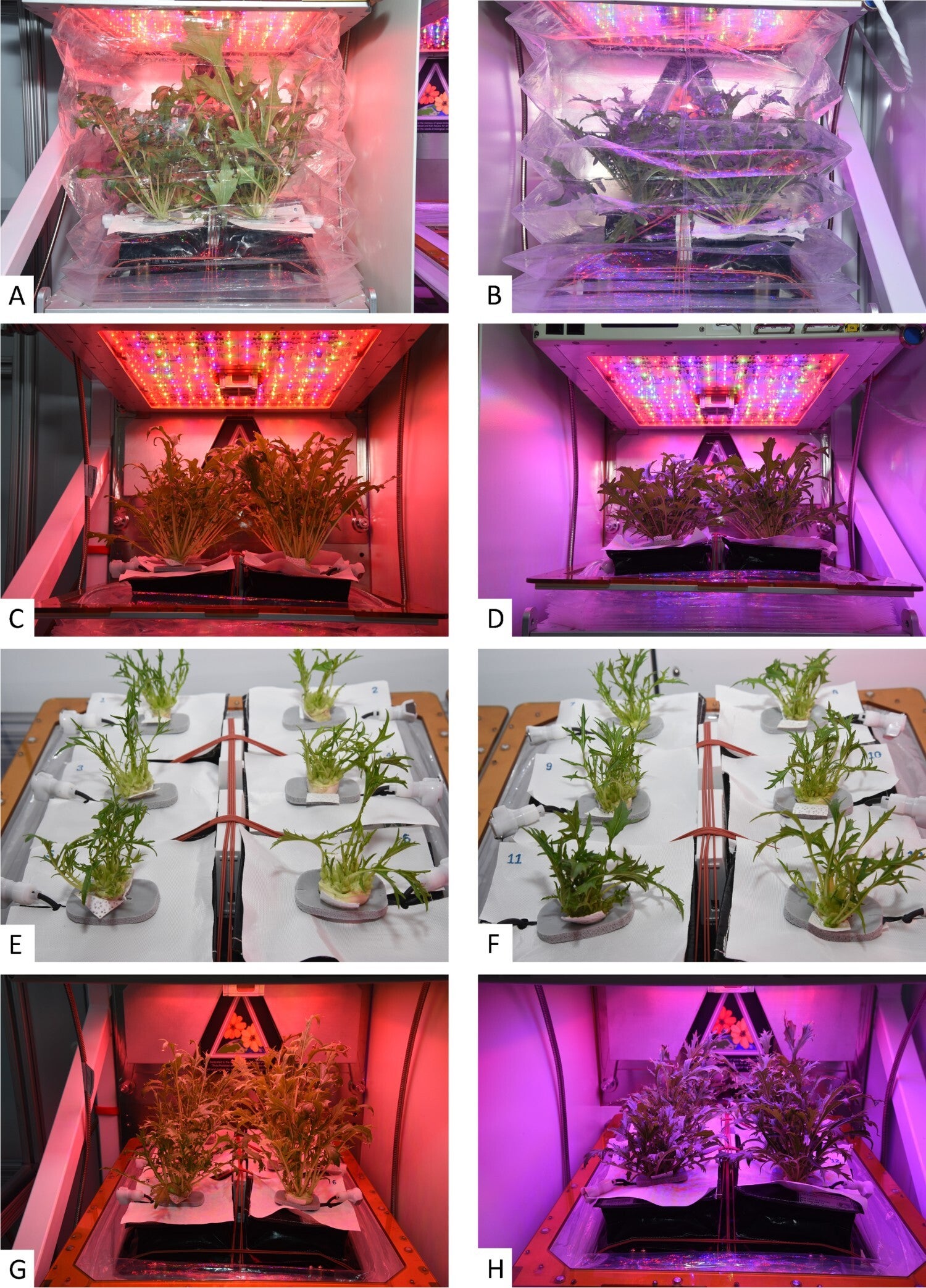 Ground control photos of VEG-04A red-rich (A) and blue-rich (B) light treatments at the single, final harvest (35 DAI); VEG-04B red-rich light treatment before (C) and after (E) and blue-rich light treatment before (D) and after (F) the second cut-and-come again harvest (43 DAI); and VEG-04B red- (G) and blue-rich (H) light treatments at final harvest (58 DAI).