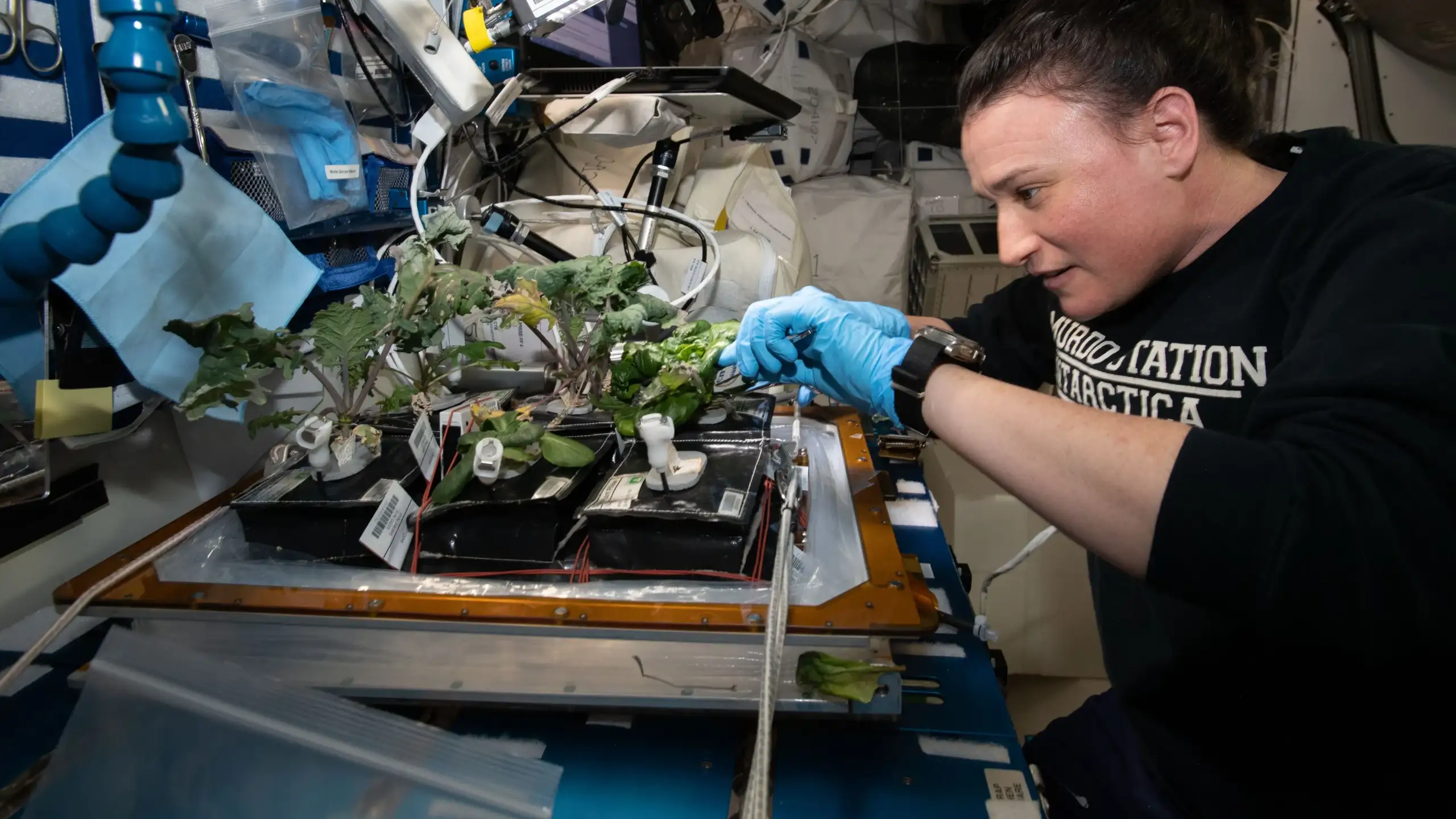 NASA plans to grow nutritious plants on Mars - The Brighter Side of News