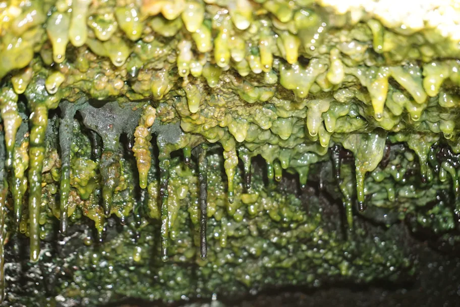 Researchers find life thriving deep under the Earth's surface