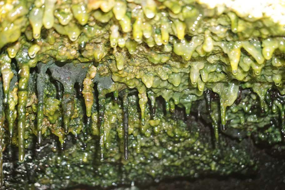 Thick microbial mats hang under a rock ledge in steam vents that run along the Eastern Rift Zone on Hawaiʻi Island.