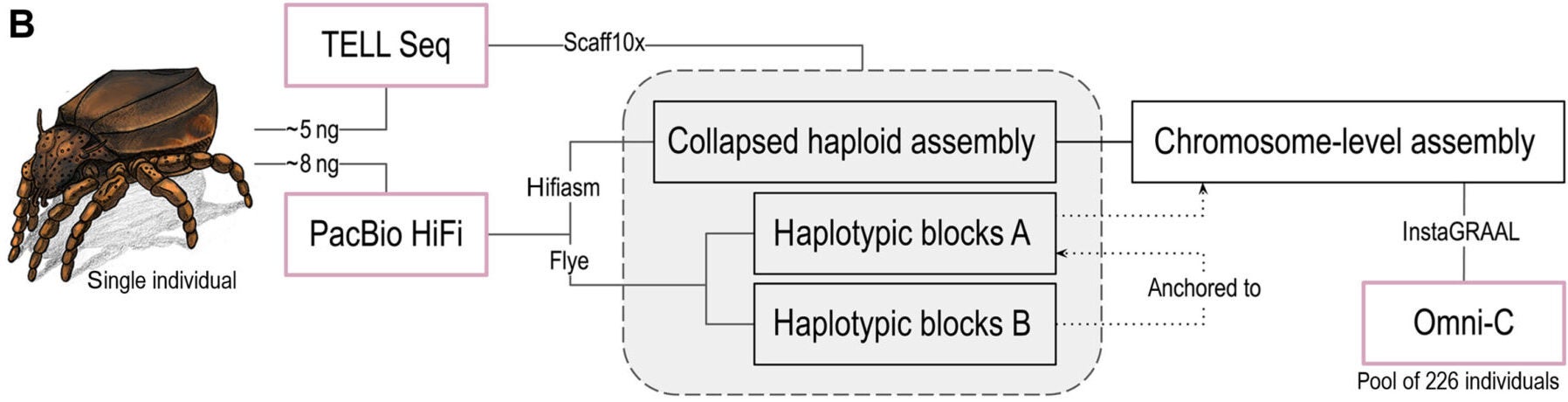 Schematic workflow of single-individual sequencing and assembly.