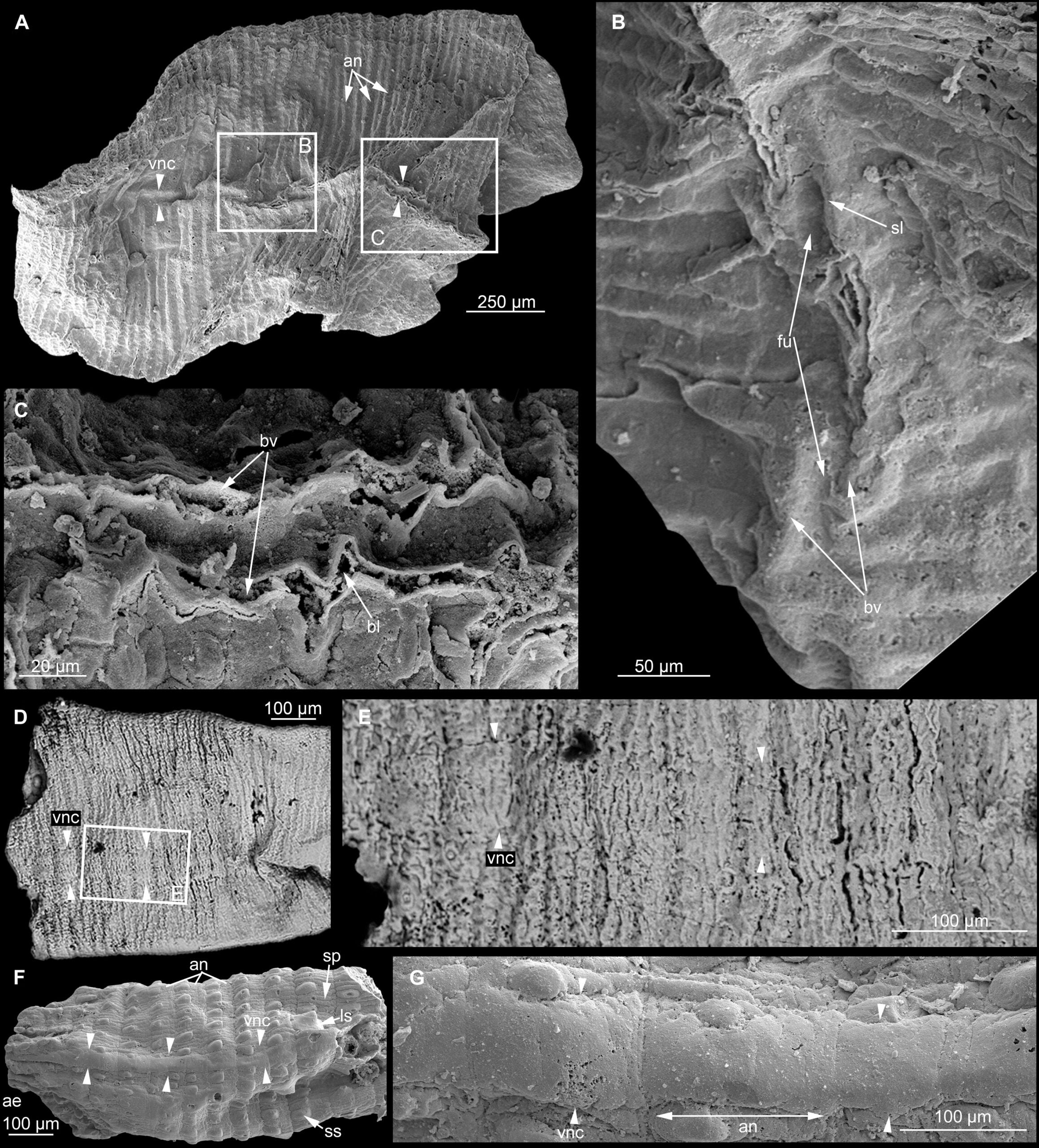 Flattened incomplete specimens from the early Cambrian Kuanchuanpu Formation, showing VNC.