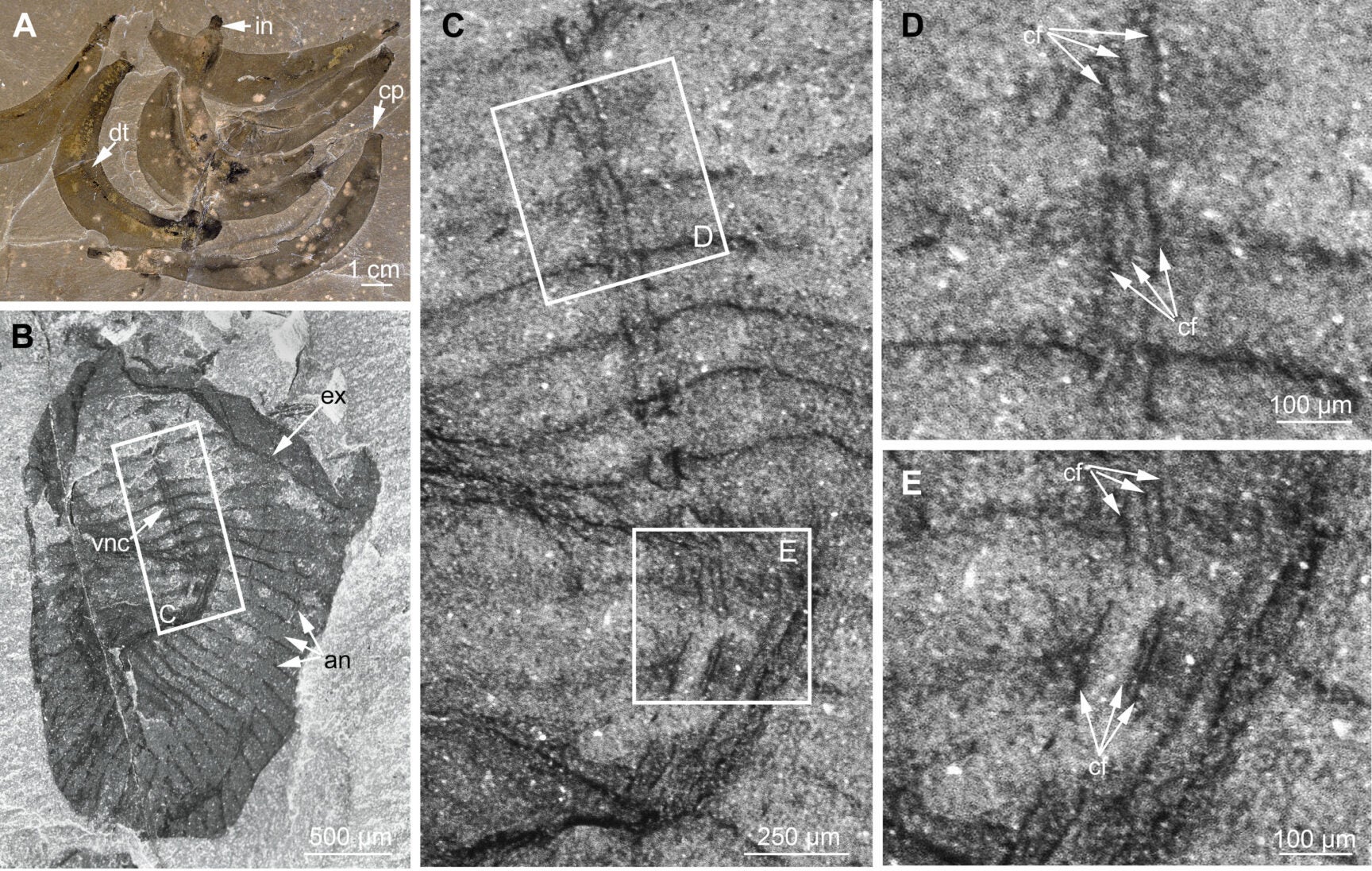 Burgess Shale-type early to mid-Cambrian scalidophorans with VNC.