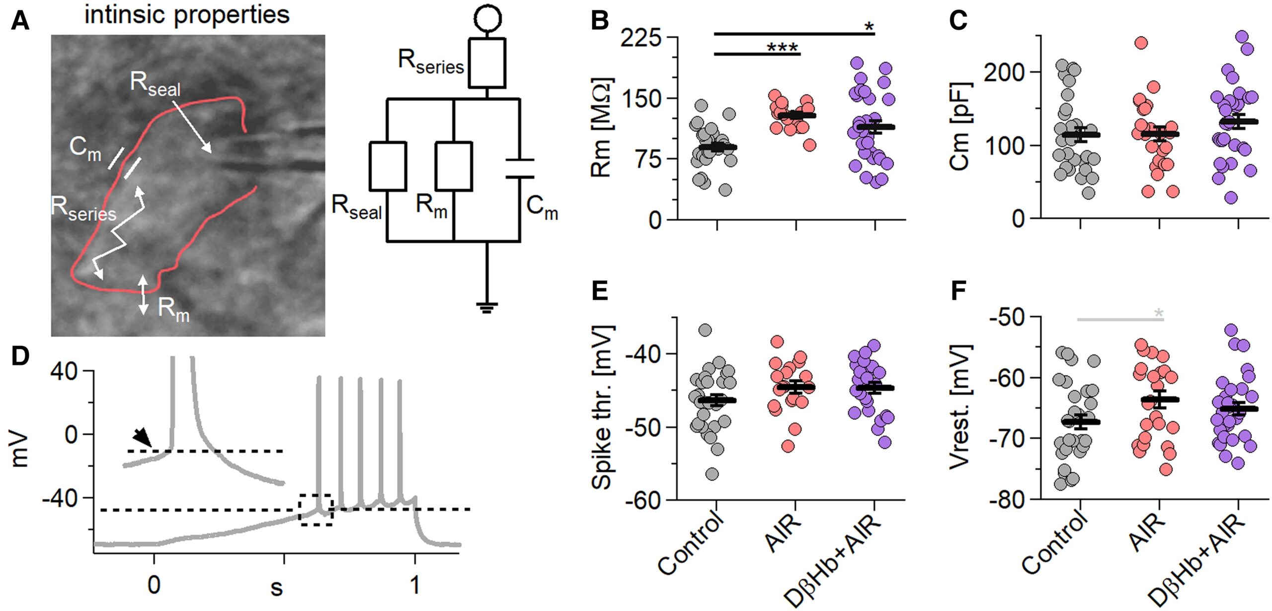 Membrane resistance (Rm) increases during AIR and is not reversed by D-ꞵHb. Other intrinsic properties did not change under either condition.