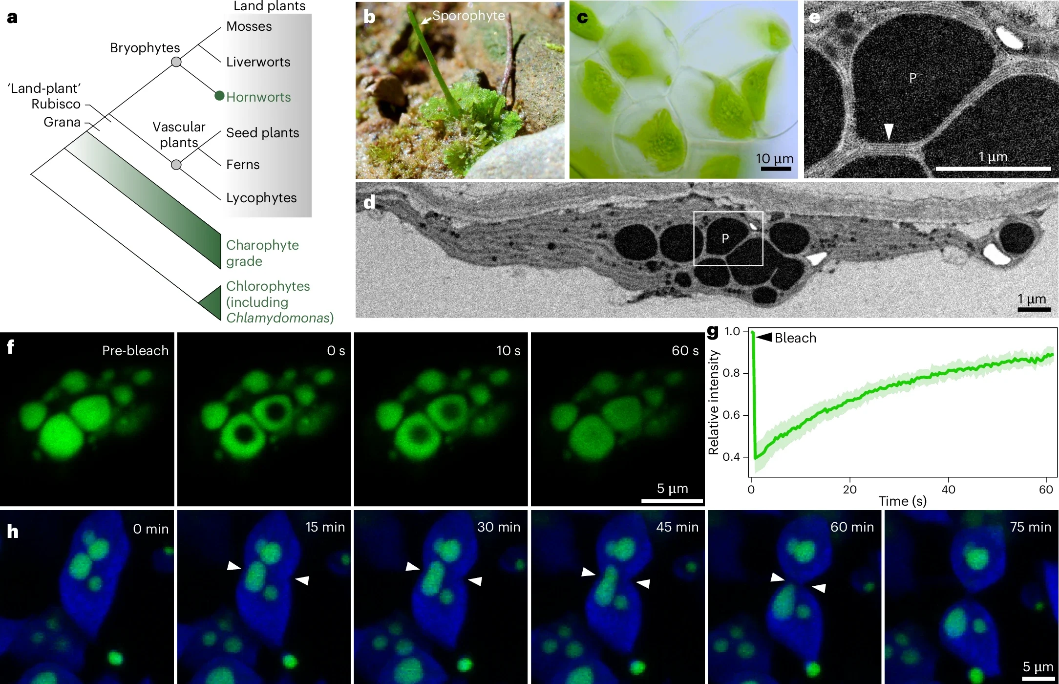Morphology and physical properties of pyrenoids in A. agrestis.