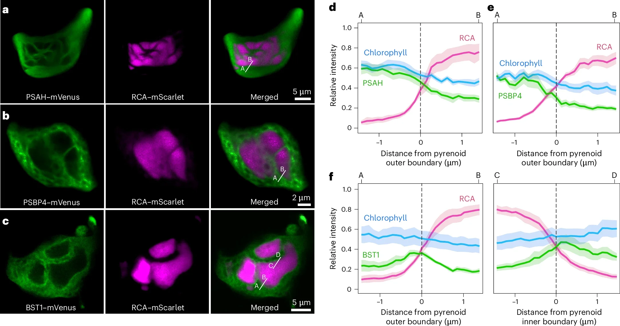 Distribution of photosystems and BST channels on thylakoids of A. agrestis.

