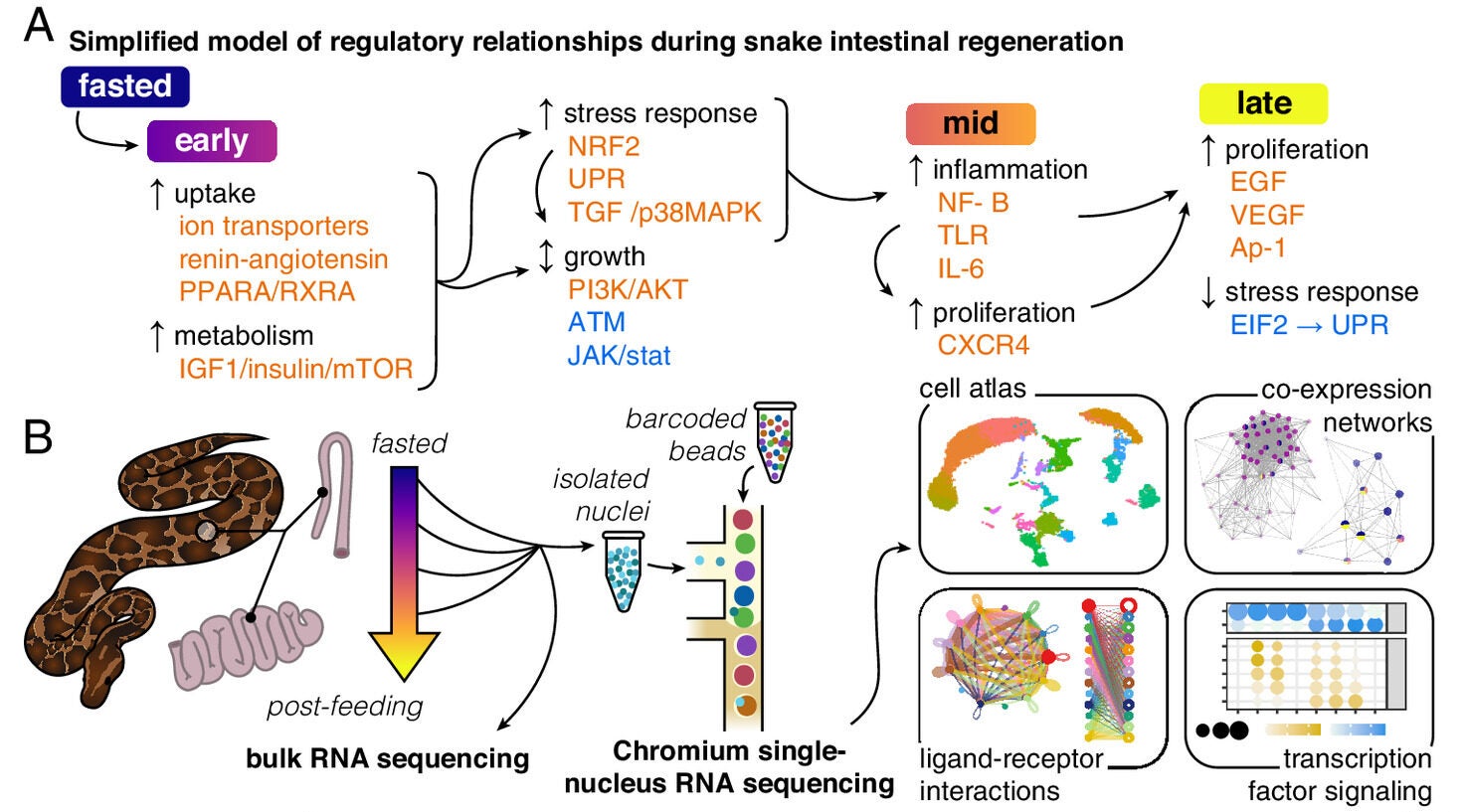 Intestinal regeneration in the python broadly recapitulates known models.