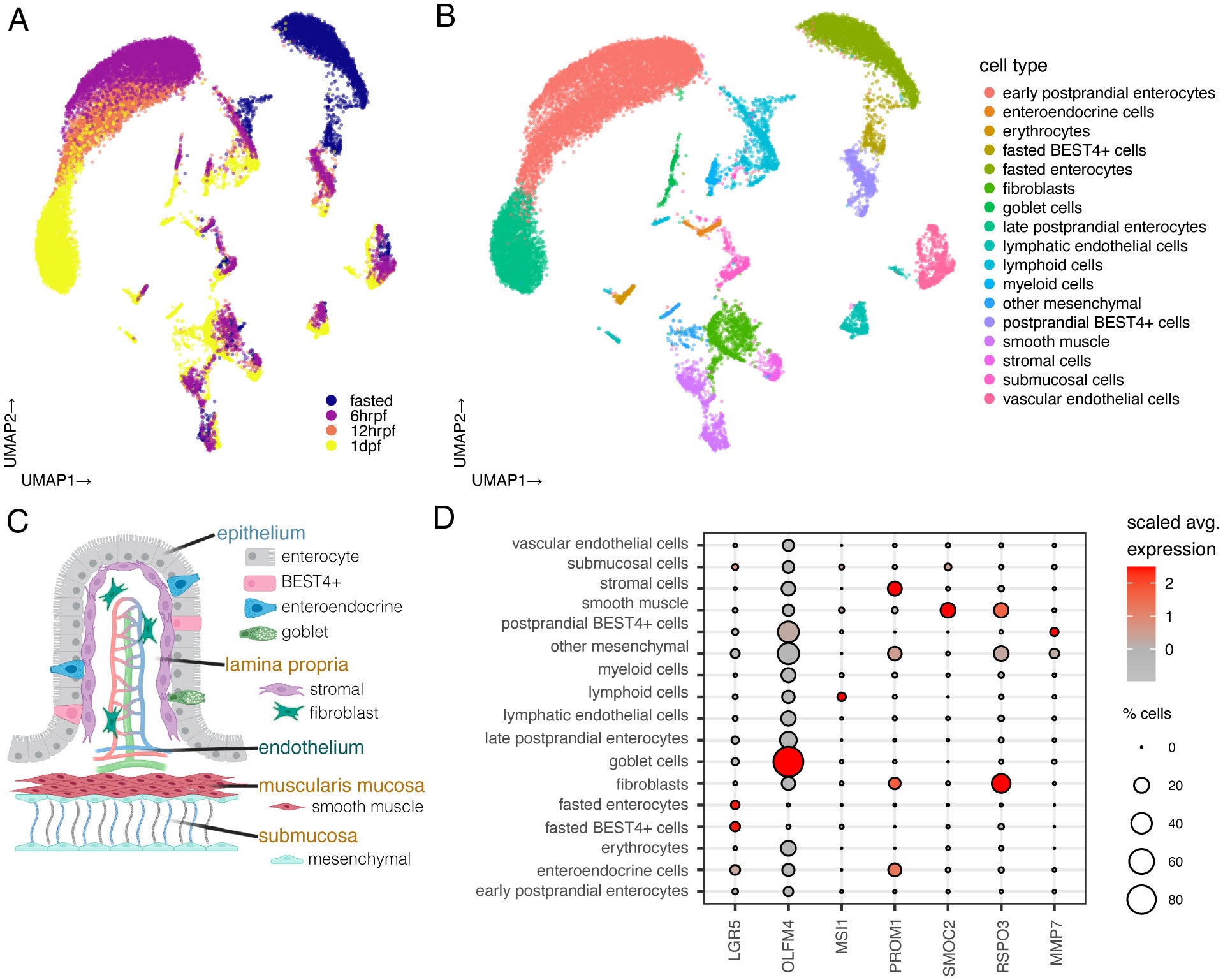 Absence of a stem cell niche in the python small intestine.