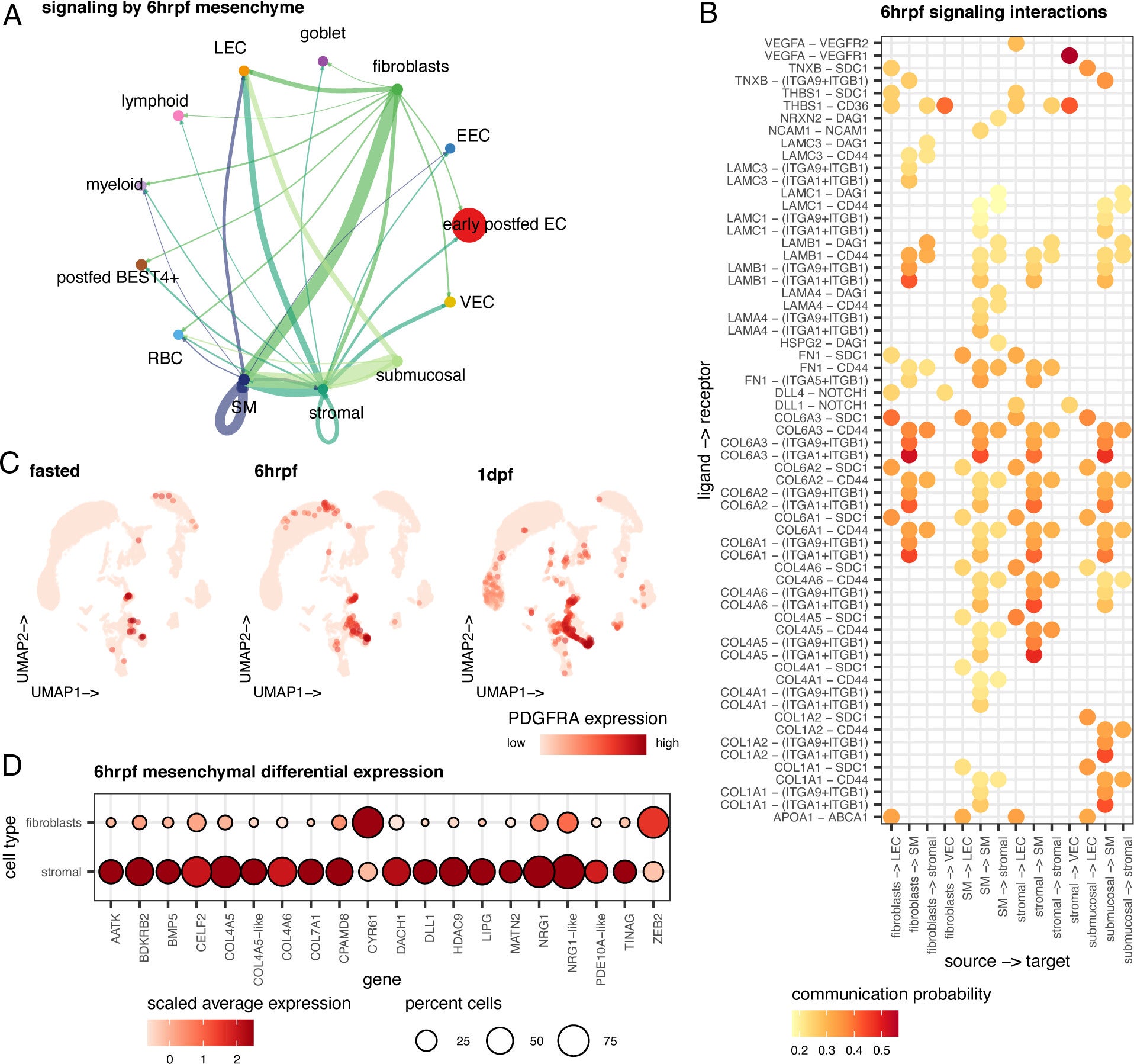 Early intestinal restructuring driven by mesenchymal niche.