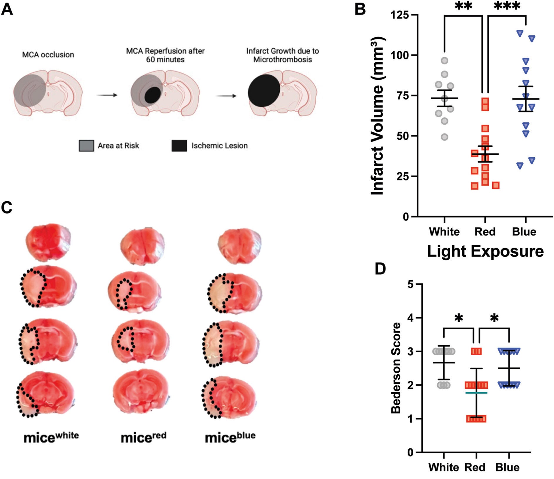 Prophylactic long-wavelength light exposure reduces thrombogenesis.