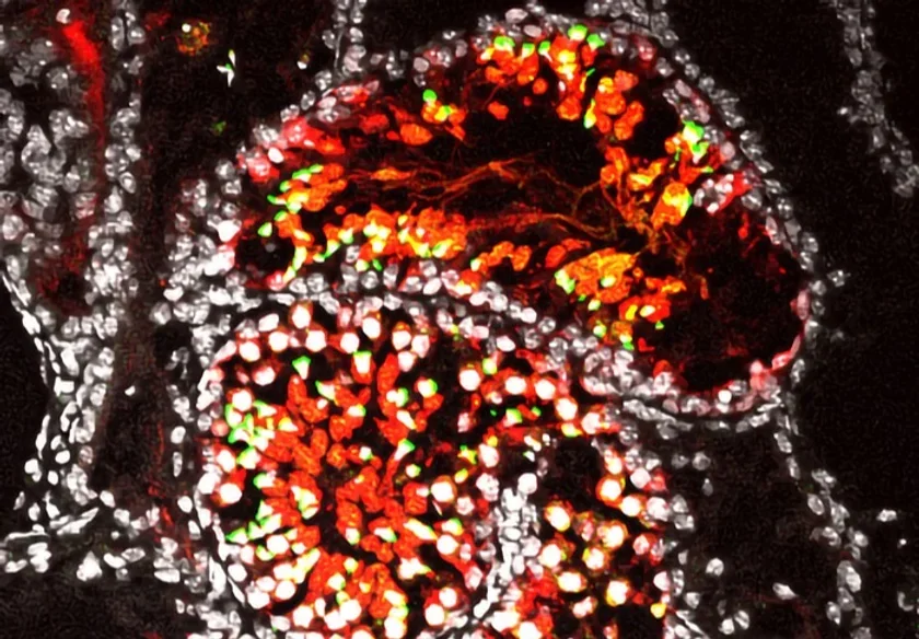 Immunoﬂuorescence analysis. Frozen sections of 52-day-old samples cultured by the in vitro sperm induction method were immunostained to confirm the formation of sperm. Red indicates GSCLC markers, green indicates sperm markers, and white indicates nuclei. 