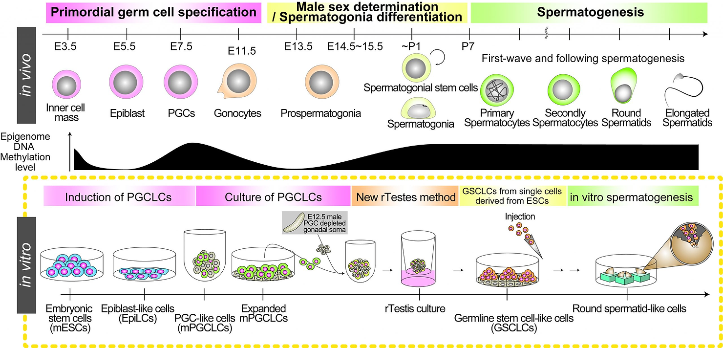 Top: scheme for male germ-cell development in mice. Bottom: scheme for the in vitro reconstitution of male germ-cell development by pluripotent stem cells. E, embryonic day; P, postnatal day. 