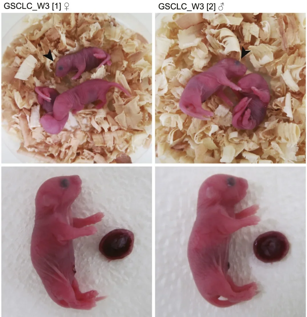 Photomicrographs of embryos at the pronuclear (left) or 2-cell (right) stage injected with round spermatids from GSCLC_W3 and offspring derived from them. Bar, 50 μm.