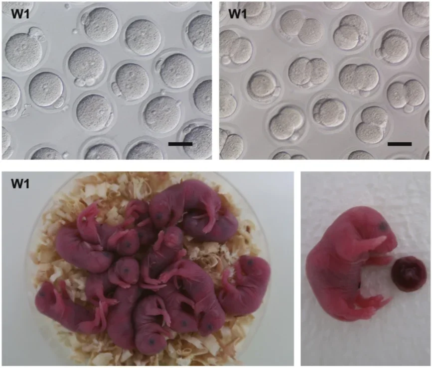 Photomicrographs of embryos at the pronuclear (left) or 2-cell (right) stage injected with spermatozoa from GSCLC_W1 (bar, 50 μm) and offspring derived from them. 