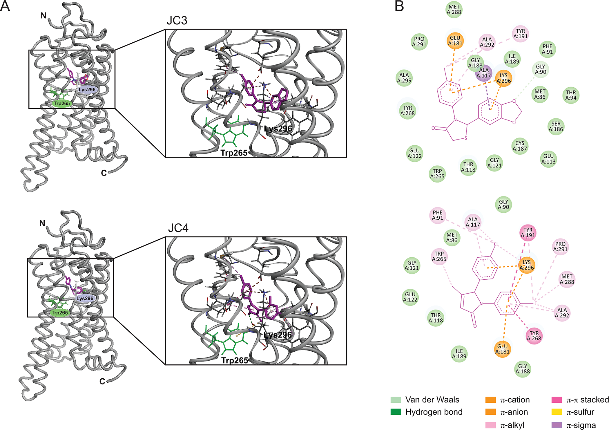 Molecular docking of the compounds to opsin’s orthosteric site.