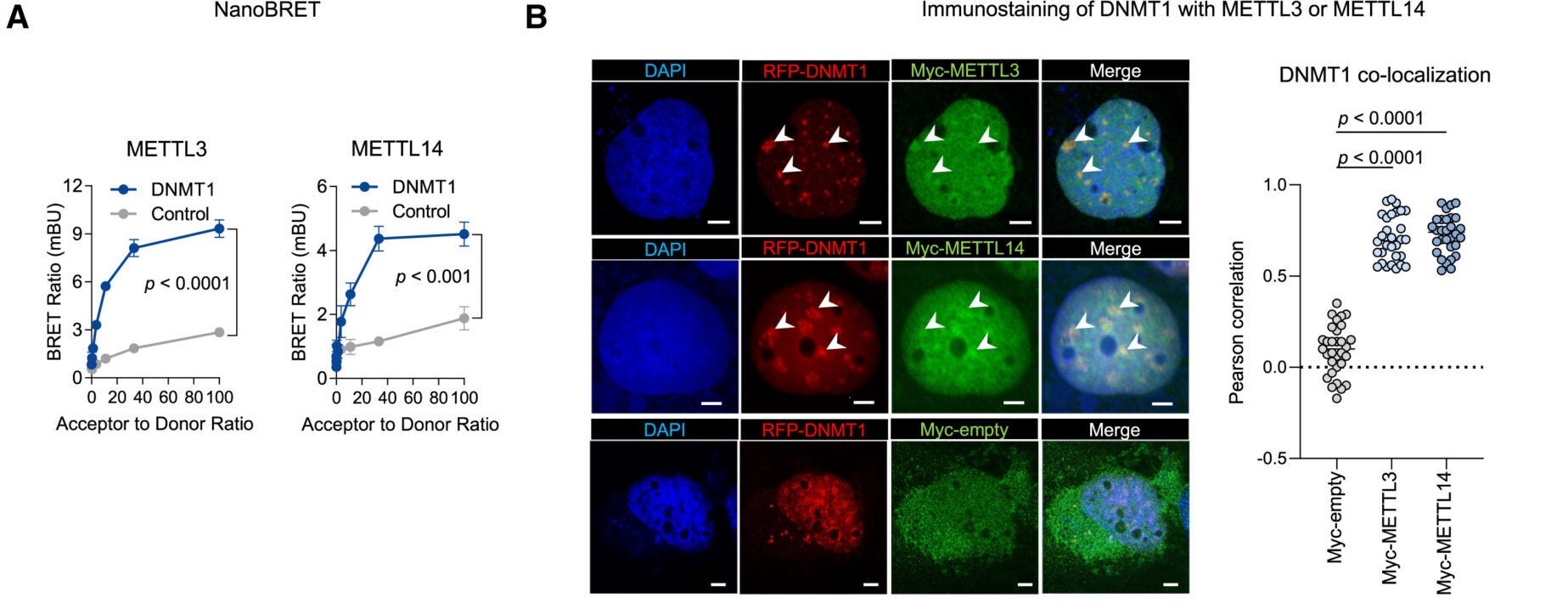 The DNA methyltransferase DNMT1 is recruited to chromatin by METTL3-METTL14