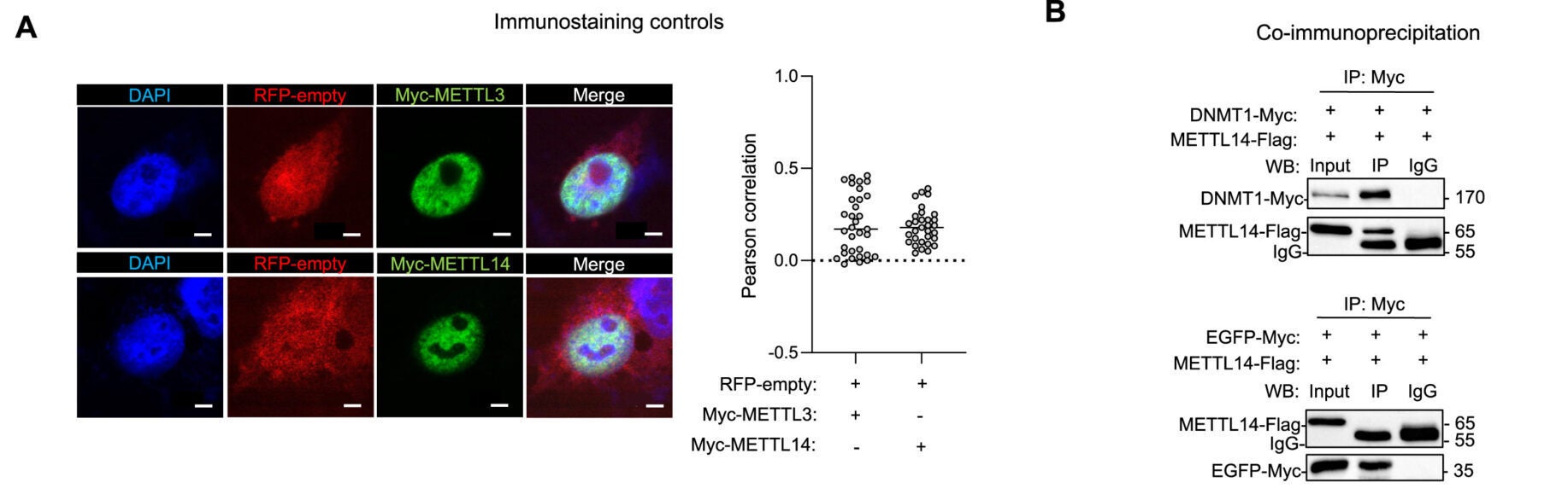 METTL3-METTL14 recruit the DNA methyltransferase DNMT1 to chromatin, related to Figure 1