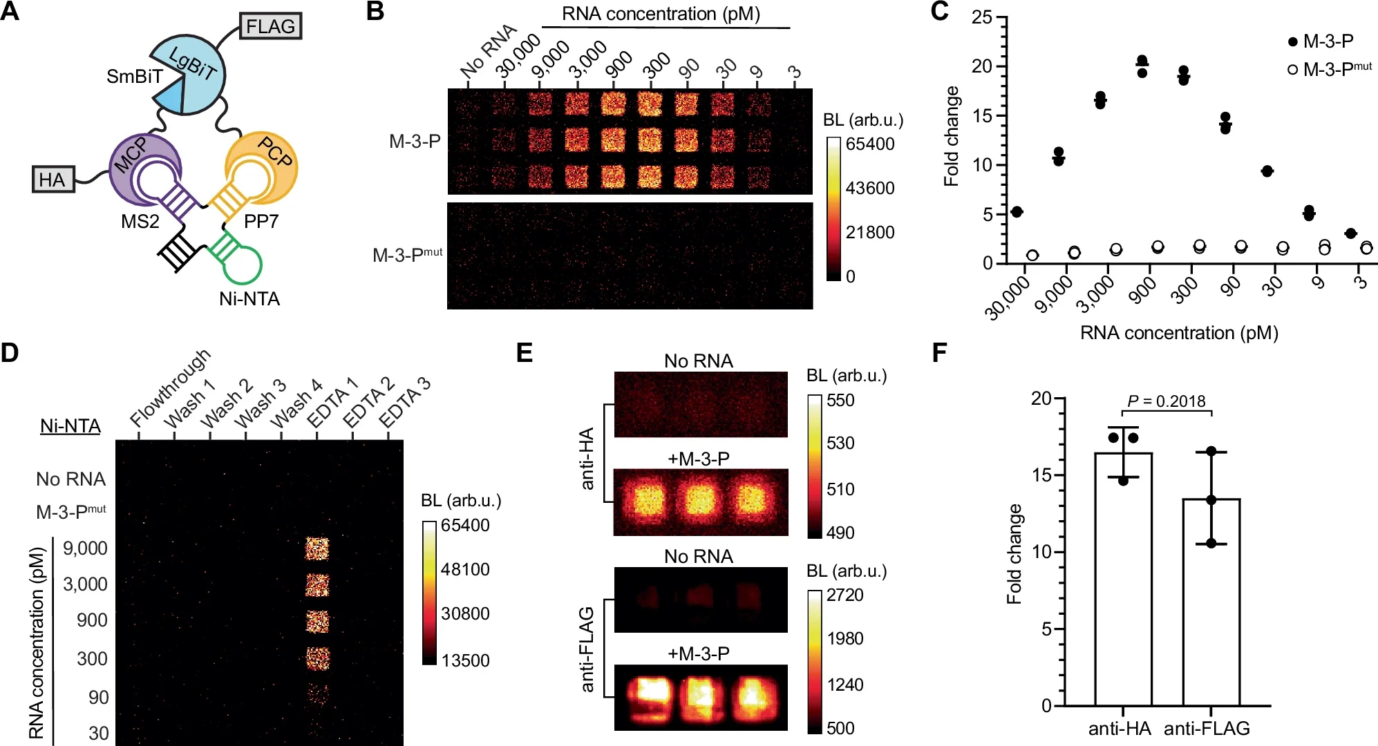 Biochemical validation of RNA lanterns.
