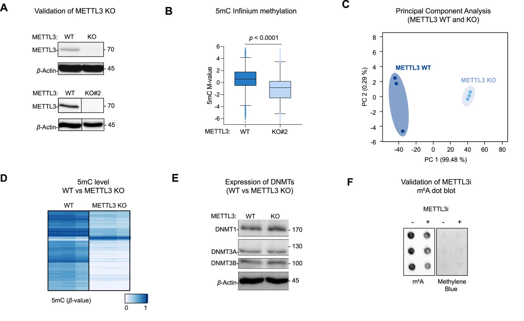 METTL3 promotes DNMT1-dependent gene-body 5mC, related to Figure 2 (A) Validation of METTL3 knockout by western blotting in two independent HeLa cell clones (n = 3).