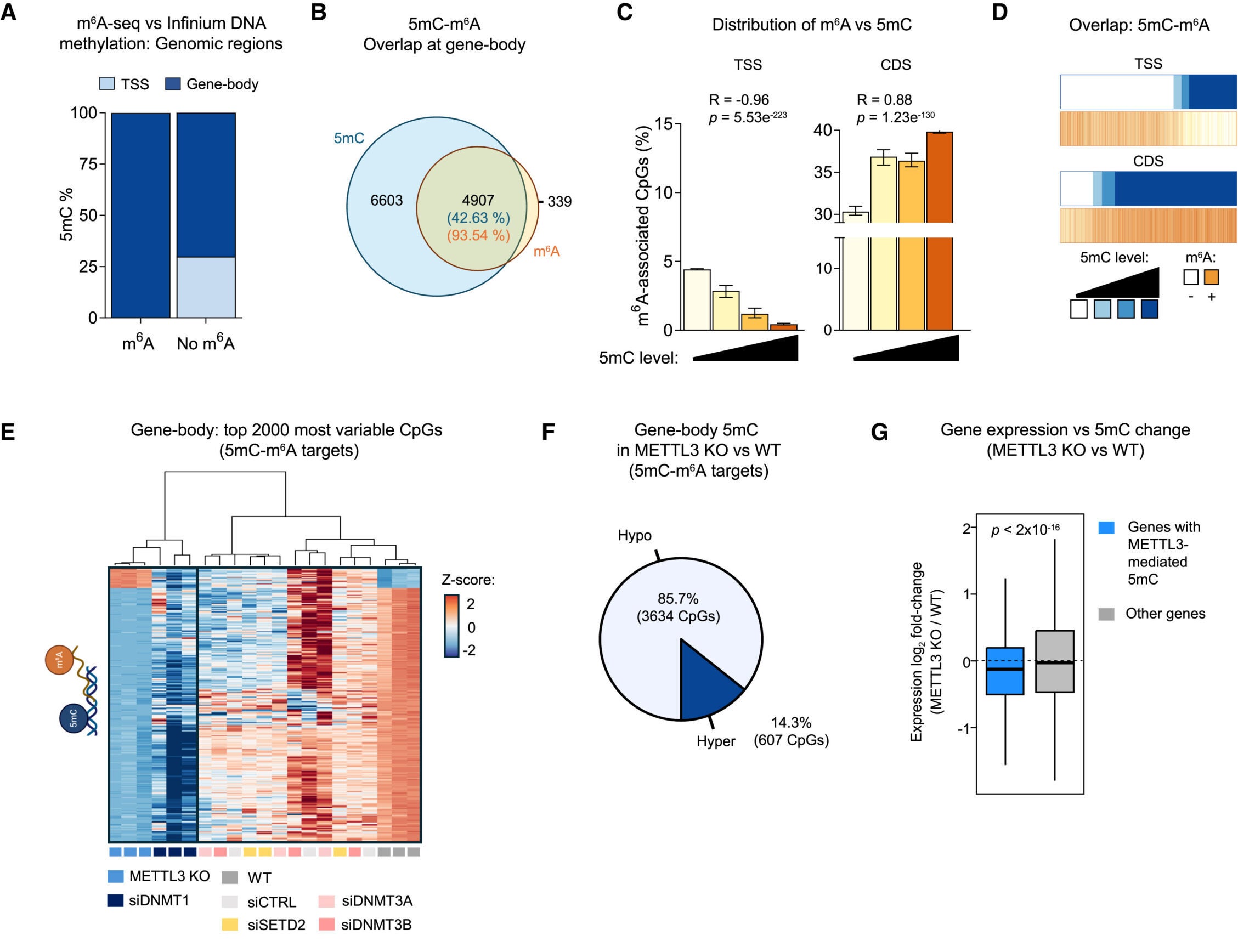 5mC and m6A contribute together to regulating the expression of common target genes
