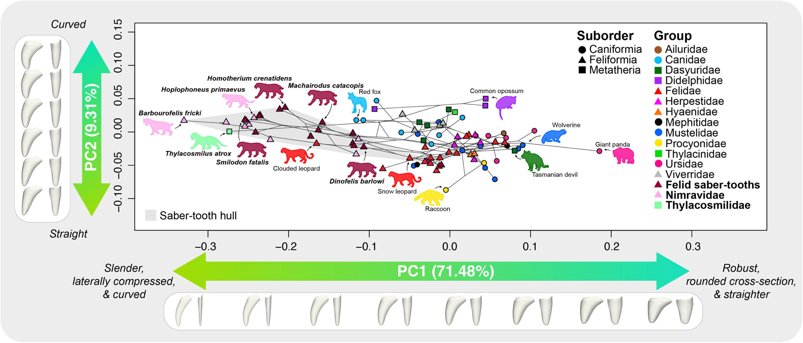 Phylomorphospace of canine teeth measured in this study
