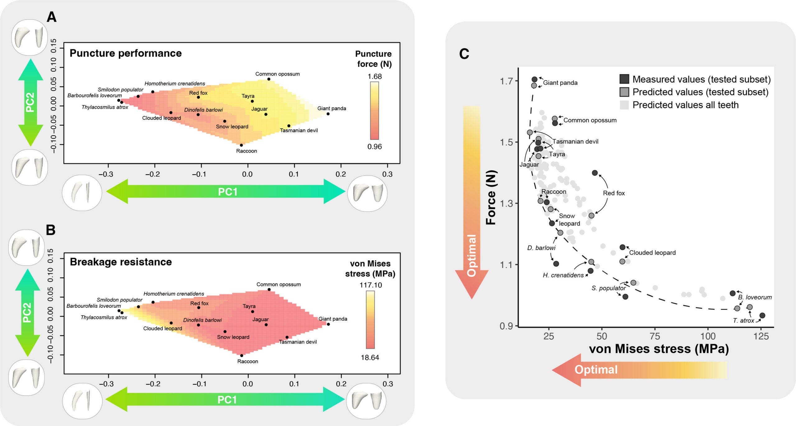 The trade-off between puncture performance and breakage resistance in canine tooth morphologies