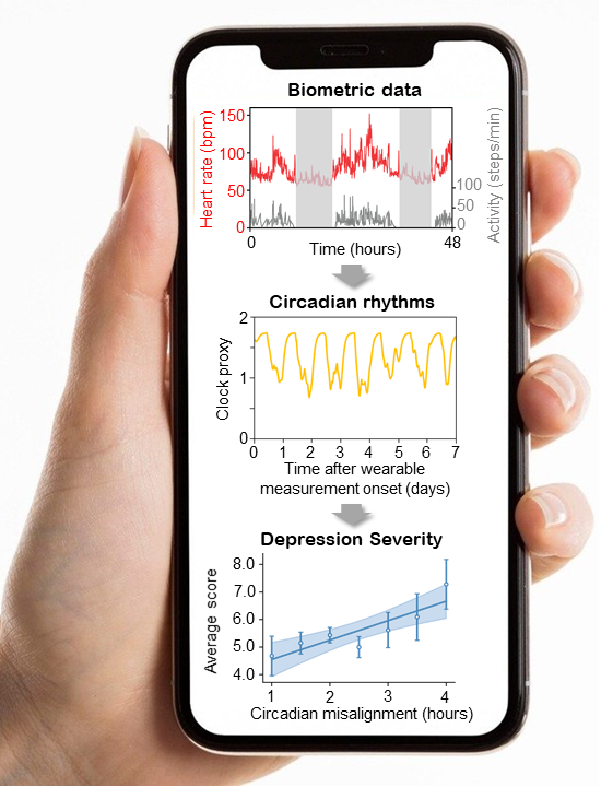 Schematic diagram of the research results. Based on the biometric data collected by a smartwatch, a mathematical algorithm that solves the inverse problem to estimate the brain's circadian phase and sleep stages has been developed. This algorithm can estimate the degrees of circadian disruption, and these estimates can be used as the digital biomarkers to predict depression risks.