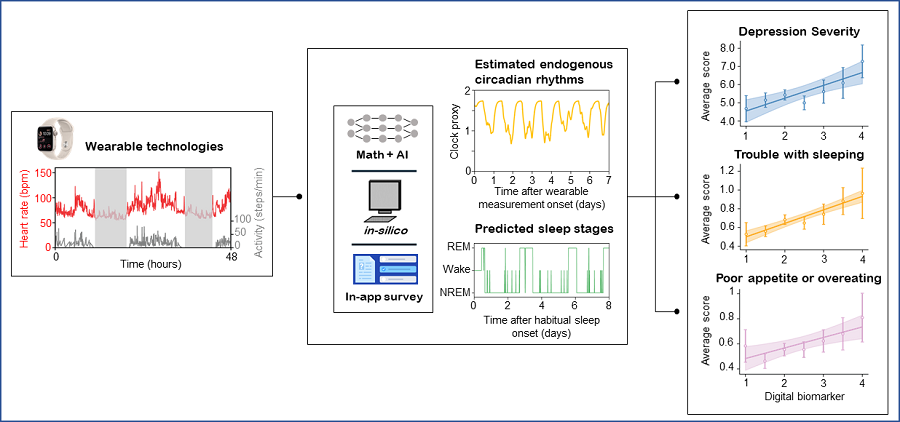 A mathematical algorithm was devised to circumvent the problems of estimating the phase of the brain's biological clock and sleep stages inversely from the biodata collected by a smartwatch. This algorithm can estimate the degree of daily circadian rhythm disruption, and this estimate can be used as a digital biomarker to predict depression symptoms.