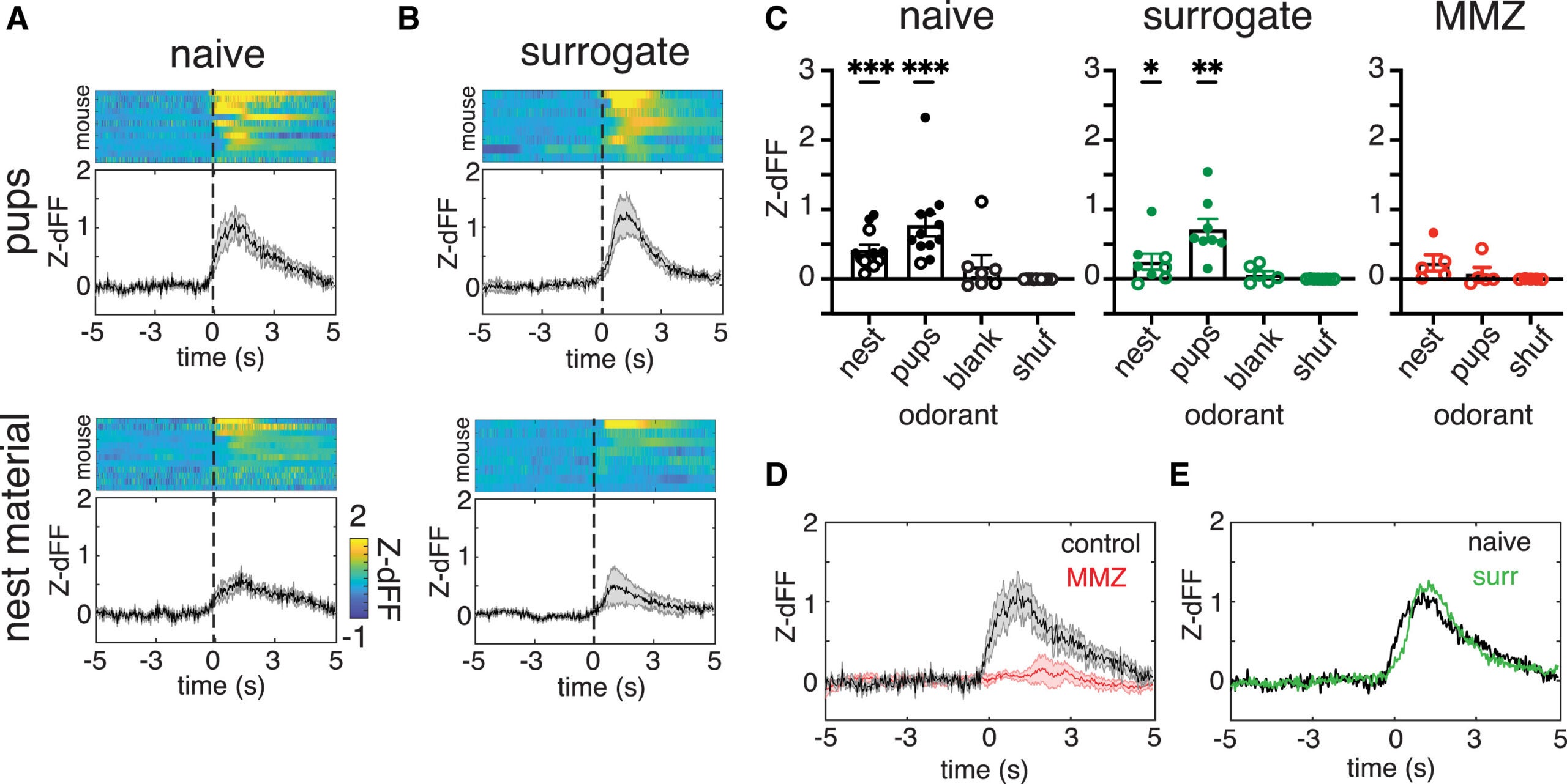 Pup-odor-evoked activity is maintained across surrogacy