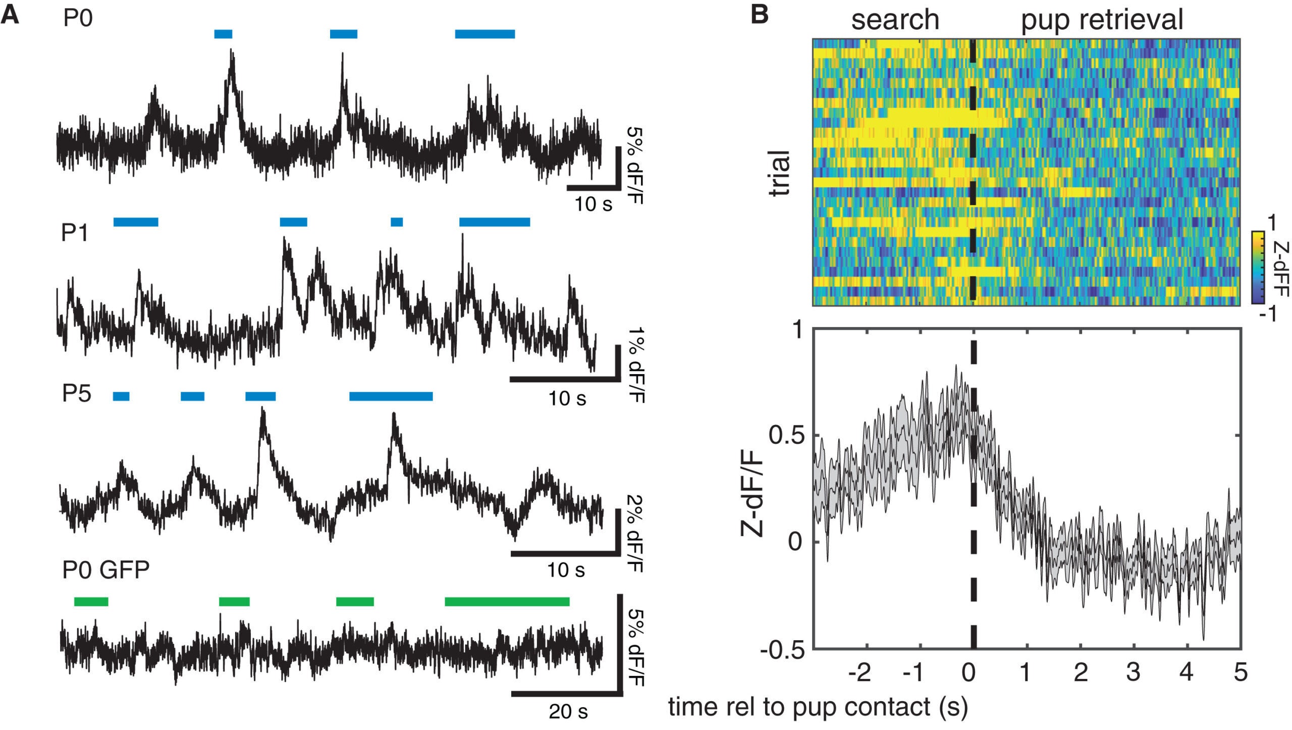 BA-AC neurons show elevated activity during pup search that terminates with pup contact