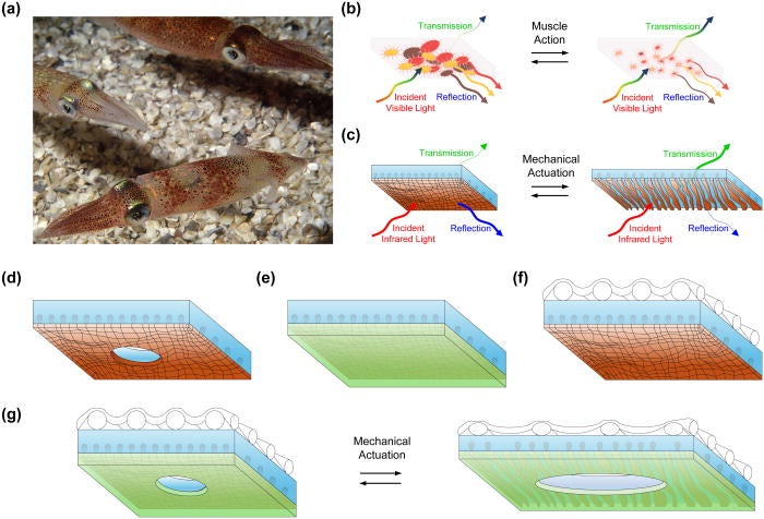 Squid skin-inspired design of breathable, washable, and fabric-integrated adaptive infrared (and dynamic thermoregulatory) composite materials.