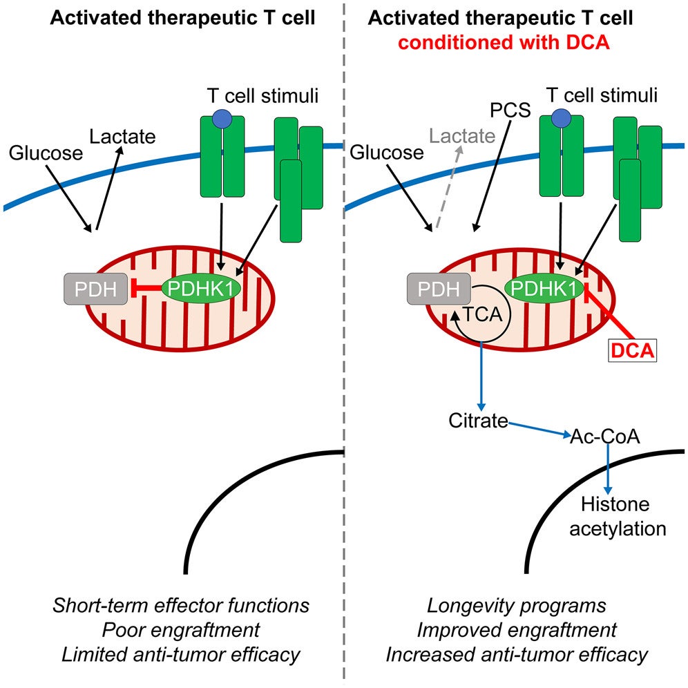 Graphical abstract. Hyperglycemic culture conditions promote expansion at the expense of metabolic flexibility and suggest pharmacologic metabolic rewiring as a beneficial strategy for improvement of cellular immunotherapies.
