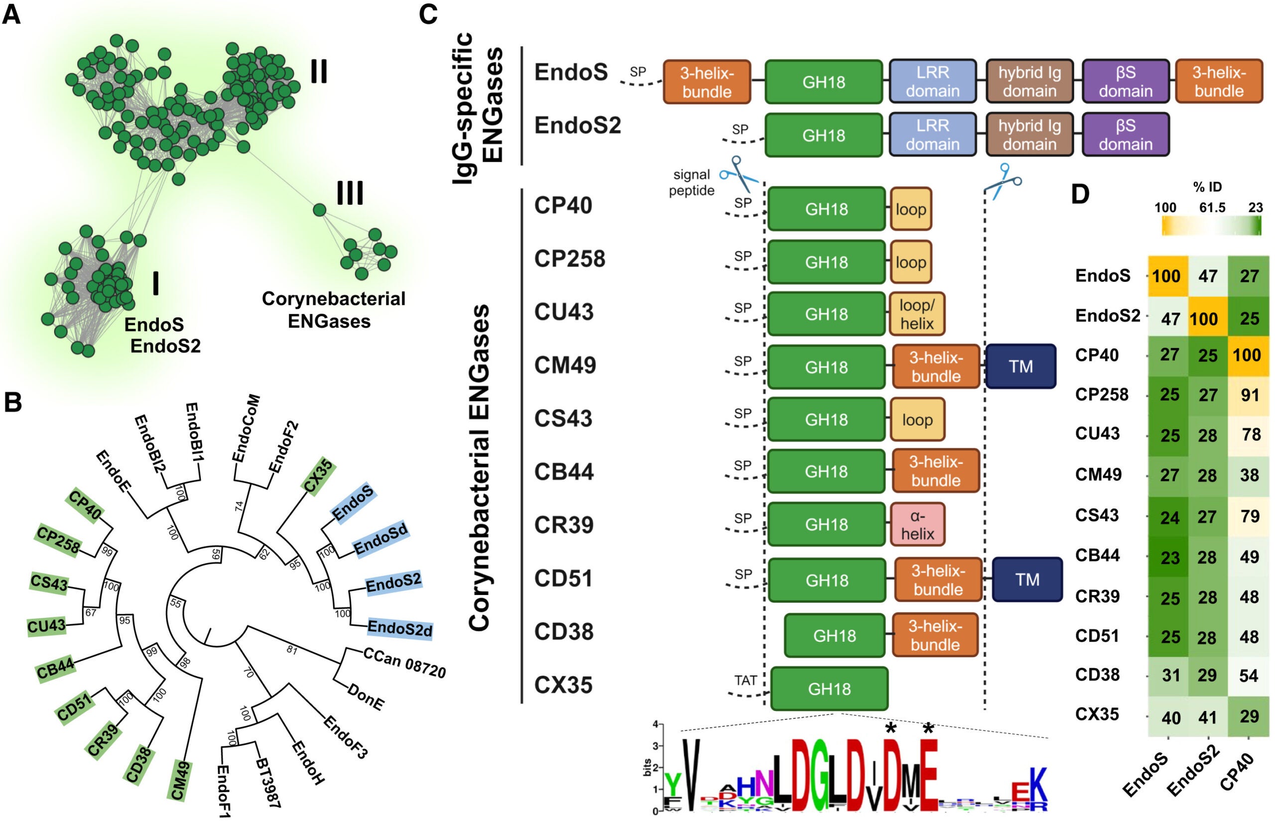 Members of a corynebacterial pathogen clade encode single-domain ENGases with sequence similarity to known multi-domain IgG-specific ENGases