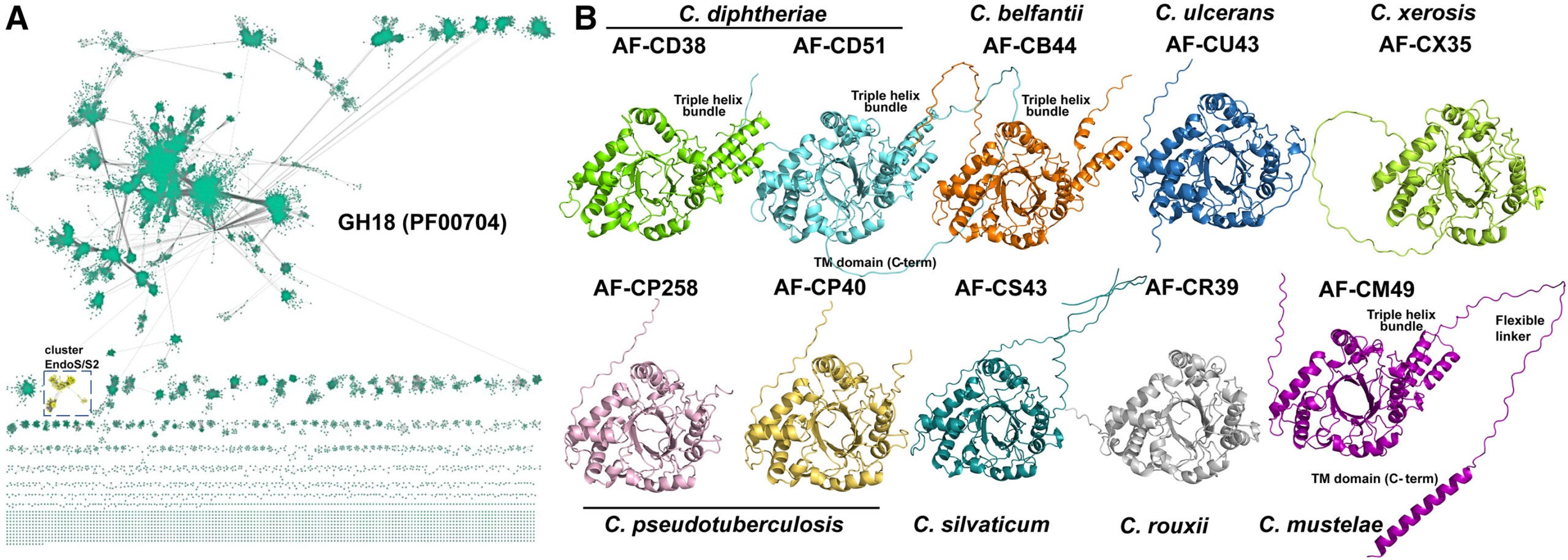 Sequence similarity network of GH18 proteins and Alpha-fold modeling of corynebacterial ENGases, related to Figure 1