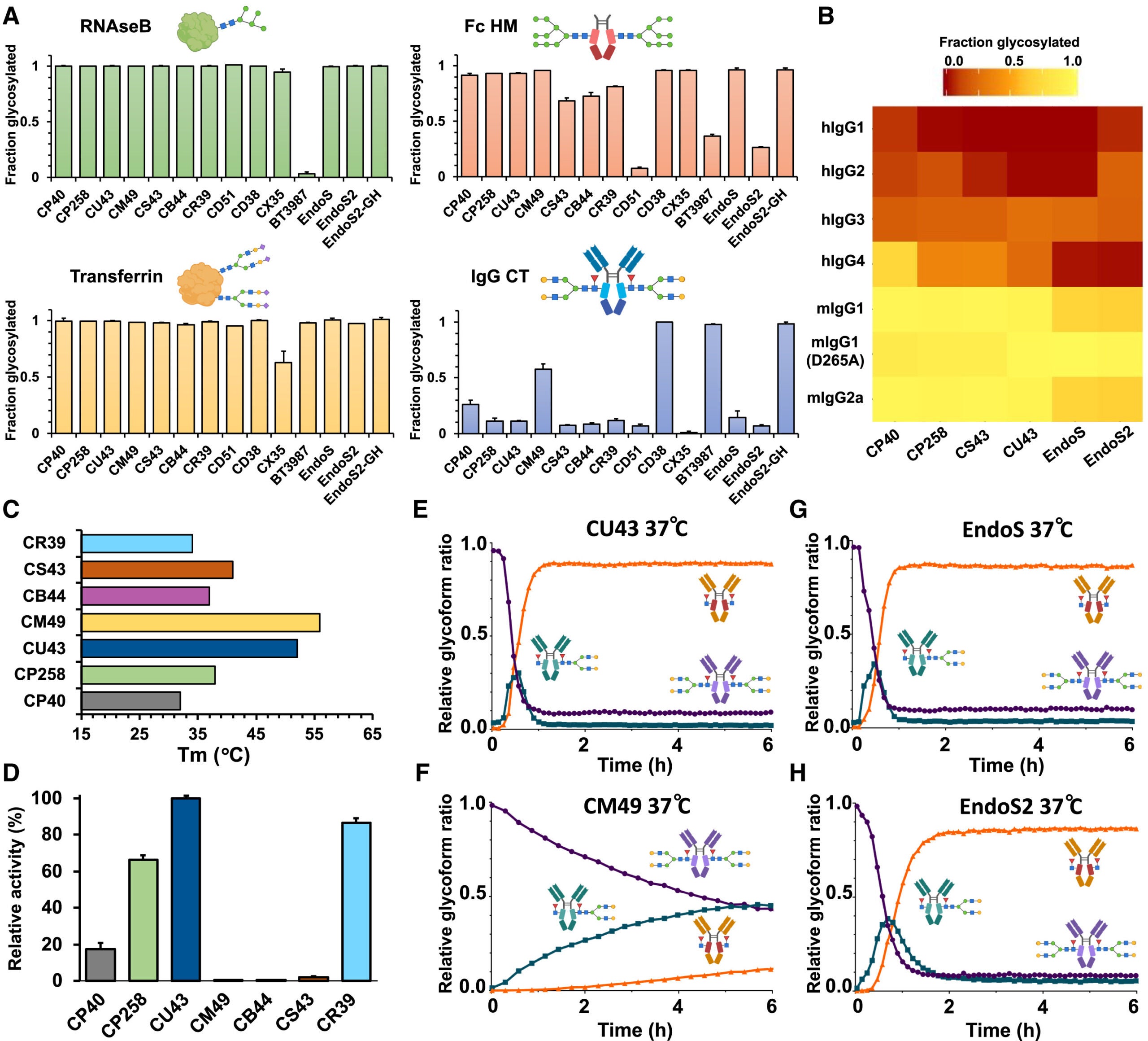 Corynebacterial ENGases exhibit strict specificity for N-glycans attached to Asn297 on native human IgG antibodies